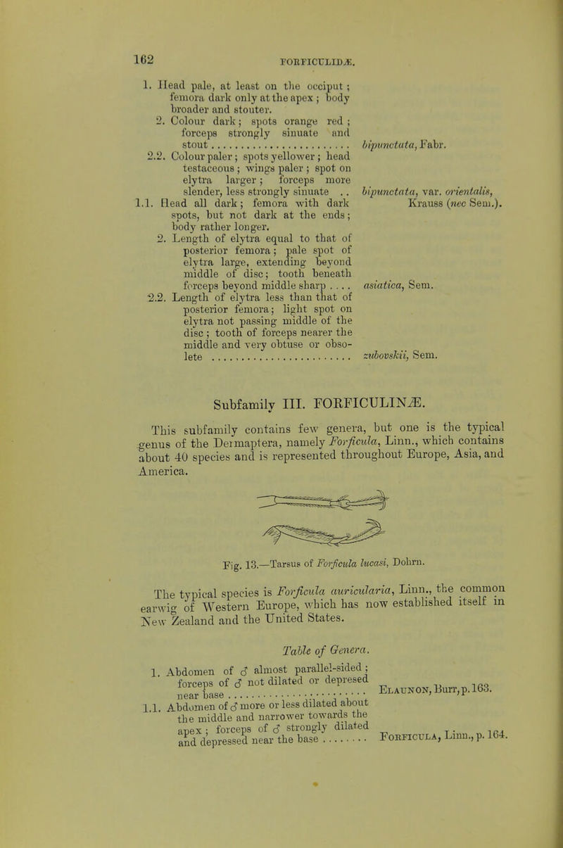 1. Head pale, at least on the occiput ; femora dark only at the apex ; body broader and stouter. 2. Colour dark; spots orange red ; forceps strongly sinuate ancl stout bt'ptimtata, F&hr. 2.2. Colour paler; spots yellower ; head testaceoiis ; wings paler ; spot on elytra larger; forceps more slender, less strongly sinuate I.l. Head all dark, SBOts, but not femora with dark dark at the ends: bipunctata, var. orientalis, Krauss {nec Sem,). body rather longer. 2. Length of elytra equal to that of posterior femora; pale spot of elytra large, extending beyond middle of disc; tooth beneath fcn-ceps beyond middle sharp .... asiatica, Sem, 2.2. Length of elytra less than that of posterior femora; light spot on elytra not passing middle of the disc ; tooth of forceps nearer the middle and very obtuse or obso- lete zubovshii, Sem, Subfamily III. FORFICULIN^. This subfamily contains few genera, but one is the typical genus of the Dermaptera, namely Forficula, Linn., which contains about 40 species and is represented throughout Europe, Asia, and America. Fig, 13.—Tarsus of Forficula lucasi, Dobrn. The typical species is Forficula auricularia. Linn., the common earwig of Western Europe, which has now estabhshed itself in New Zealand and the United States. Table of Genera. 1 Abdomen of 6 almost parallel-sided; forceps of d not dilated or depresed 1 ... ELAUNON.Burr.p.lod, near base ' ' T -u 1 11 Abdomen of d more or less dilated about the middle and narrower towards the apex; forceps of d strongly dilated and depressed near the base Fohficula, Lmn., p, 164.