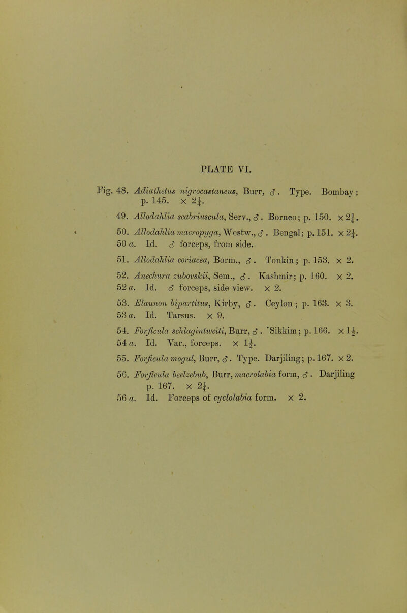 . 48. AcUathetus nigrocastaneus, Burr, S . Type. Bombay ; p. 145. X 2i. 49. Alloclalilia scahriiiscula,^Qrv.^ S • Borneo; p. 150. x2|. 50. AUodaJdiamacropi/ga, Westw., . Bengal; p. 151. x2|. 50 a. Id. d forceps, from side. 51. Allodahlia coriacea,'Borm., S. Tonkin; p. 153. x 2. 52. Anechura zuhovskii, Sem., (5'. Kashmir; p. 160. x 2. 52 a. Id. d forceps, side view, x 2. 53. Elaunon hijjartitKs, Kirby, c? . Ceylon ; p. 163. x 3. 53 a. Id. Tarsus, x 9. 54. Forjtcula sclilagintiveiti, Burr, d • 'Sikkim; p. 166. x 1|. 54 a. Id. Var., forceps, x 1|. 55. Forficula mogul, Bmv, d. Type. Darjiling; p. 167. x2. 56. Forjicula beelzebub, Burr, macrolabia form, d . Darjiling p. 167. X 2i. 56 a. Id. Forceps of cyclolabia form, x 2.
