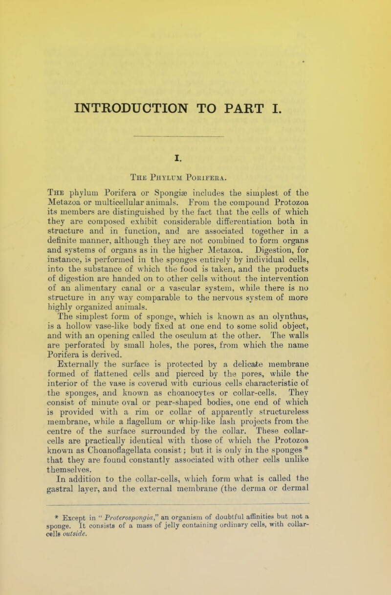 INTRODUCTION TO PART I. i. The Phylum Poiufera. The phylum Porifera or Spongiae includes the simplest of the Metazoa or multicellular animals. Prom the compound Protozoa its members are distinguished by the fact that the cells of which they are composed exhibit considerable differentiation both in structure and in function, and are associated together in a definite manner, although they are not combined to form organs and systems of organs as in the higher Metazoa. Digestion, for instance, is performed in the sponges entirely by individual cells, into the substance of which the food is taken, and the products of digestion are handed on to other cells without the intervention of an alimentary canal or a vascular system, while there is no structure in any way comparable to the nervous system of more highly organized animals. The simplest form of sponge, which is known as an olvnthus, is a hollow vase-like body fixed at one end to some solid object, and with an opening called the osculum at the other. The walls are perforated by small holes, the pores, from which the name Porifera is derived. Externally the surface is protected by a delicate membrane formed of flattened cells and pierced by the pores, while the interior of the vase is covered with curious cells characteristic of the sponges, and known as choanocytes or collar-cells. They consist of minute oval or pear-shaped bodies, one end of which is provided with a rim or collar of apparently structureless membrane, while a flagellum or whip-like lash projects from the centre of the surface surrounded by the collar. These collar- cells are practically identical with those of which the Protozoa known as Choanoflagellata consist; but it is only in the sponges* that they are found constantly associated with other cells unlike themselves. In addition to the collar-cells, which form what is called the gastral layer, and the external membrane (the derma or dermal * Except in “ Proterospongia, an organism of doubtful affinities but not a sponge. It consists of a mass of jelly containing ordinary cells, with collar- cells outside.