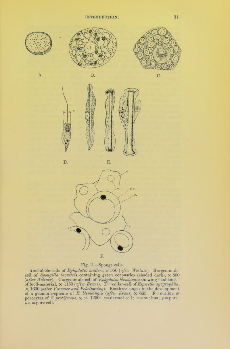 F. Fig. 2.—Sponge cells. A=bubble-cells of Ephydatia mulleri, X 350 (after Weltner). B^gemmule- cell of Spongilla lacustris containing green corpuscles (shaded dark), X 800 (after Weltner). C=gemmule-cell of Ephydatia hlembivgia showing “ tabloids ” of food-material, X 1150 (after Evans). D = collar-cell of Esperella eegagrophila, X 1600 (after Vosmaer and Pekelharing). E = three stages in the development of a gemmule-spicule of E. blembingia (after Evans), X 665. F=outline of porocytes of S. proliferens, X ca. 1290: c = dermal cell; n =nucleus; p = pore ; p.c. — pore-cell.