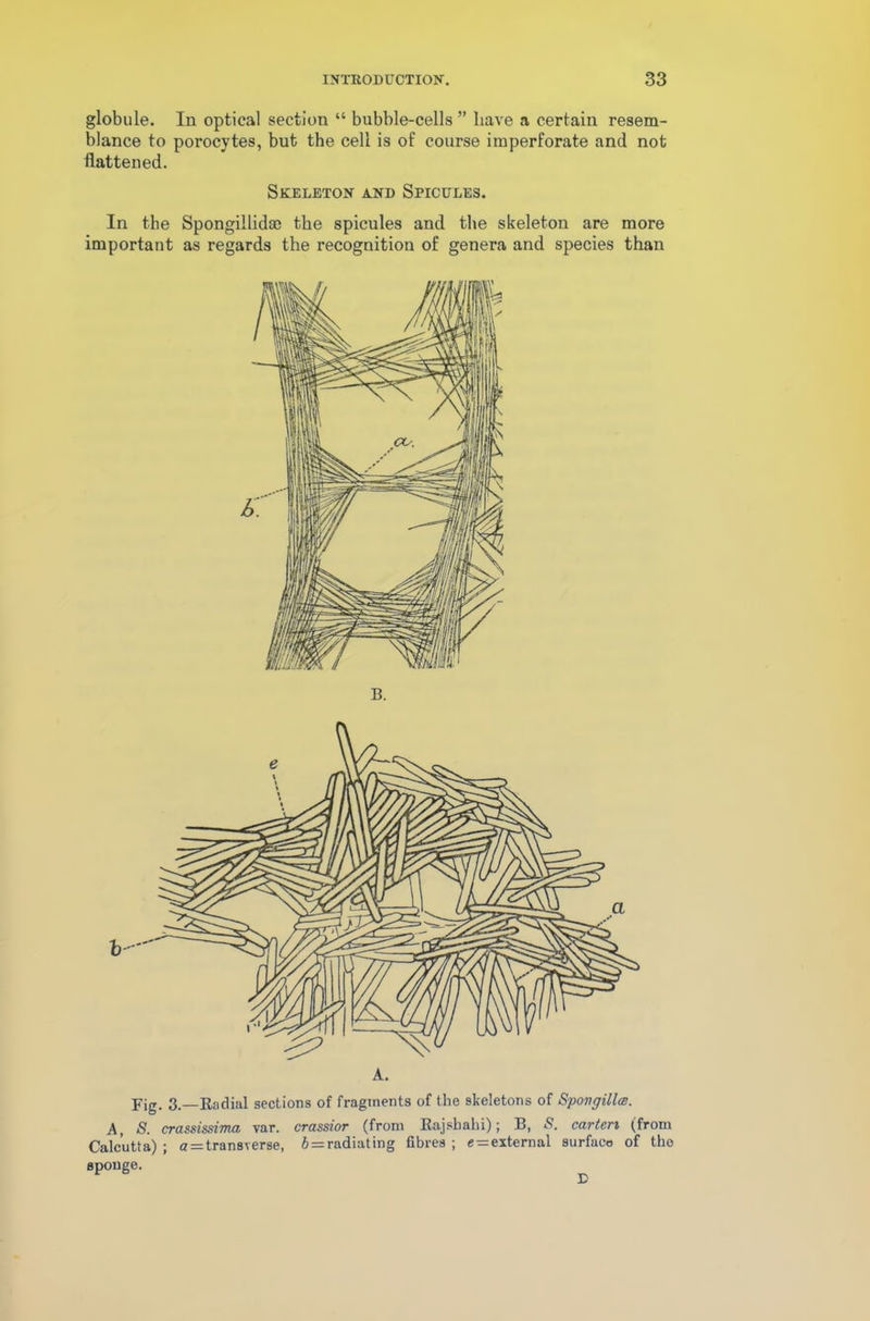 globule. In optical section “ bubble-cells ” have a certain resem- blance to porocytes, but the cell is of course imperforate and not flattened. Skeleton and Spicules. In the Spongillidae the spicules and the skeleton are more important as regards the recognition of genera and species than B. A. Fig. 3.—Radial sections of fragments of the skeletons of Spoilgillx. A, S. crassissima var. crassior (from Rajshahi); B, carton (from Calcutta) ; a = transverse, irradiating fibres ; erexternal surface of the sponge.