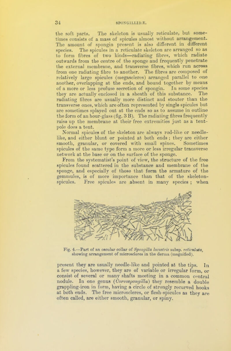the soft parts. The skeleton is usually reticulate, but some- times consists of a mass of spicules almost without arrangement. The amount of spongin present is also different in different species. The spicules in a reticulate skeleton are arranged so as to form fibres of two kinds—radiating fibres, which radiate outwards from the centre of the sponge and frequently penetrate the external membrane, and transverse fibres, which run across from one radiating fibre to another. The fibres are composed of relatively large spicules (megaseleres) arranged parallel to one another, overlapping at the ends, and bound together by means of a more or less profuse secretion of spongin. In some species they are actually enclosed in a sheath of this substance. The radiating fibres are usually more distinct and stouter than the transverse ones, which are often represented by single spicules but are sometimes splayed out at the ends so as to assume in outline the form of an hour-glass (fig. 3 B). The radiating fibres frequently raise up the membrane at their free extremities just as a tent- pole does a tent. Normal spicules of the skeleton are always rod-like or needle- like, and either blunt or pointed at both ends ; they are either smooth, granular, or covered with small spines. Sometimes spicules of the same type form a more or less irregular transverse network at the base or on the surface of the sponge. From the systematises point of view, the structure of the free spicules found scattered in the substance and membrane of the sponge, and especially of those that form the armature of the gemmules, is of more importance than that of the skeleton- spicules. Free spicules are absent in many species ; when Fig. 4.—Part of an oscular collar of Spongilla lacustris subsp. reticulata, showing arrangement, of microscleres in the derma (magnified). present they are usually needle-like and pointed at the tips. In a few species, however, they are of variable or irregular form, or consist of several or many shafts meeting in a common central nodule. In one genus (Corvospongilla) they resemble a double grappling-iron in form, having a circle of strongly recurved hooks at both ends. The free microscleres, or flesh-spicules as they are often called, are either smooth, granular, or spiny.