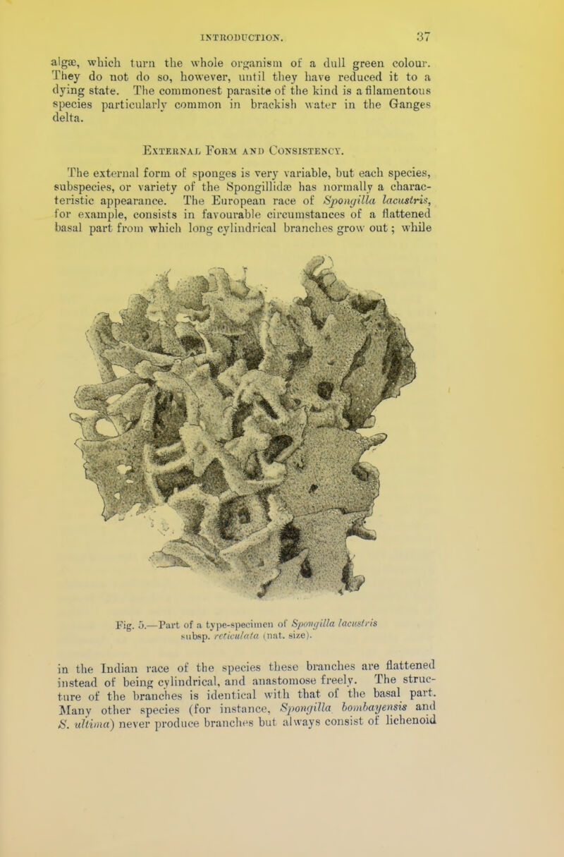 algae, which turn the whole organism of a dull green colour. They do not do so, however, until they have reduced it to a dying state. The commonest parasite of the kind is a filamentous species particularly common in brackish water in the Ganges delta. External Form and Consistency. The external form of sponges is very variable, but each species, subspecies, or variety of the Spongillidae has normally a charac- teristic appearance. The European race of Spongilla lacustris, for example, consists in favourable circumstances of a flattened basal part from which long cylindrical branches grow out; while pig. 5.—Part of a type-specimen of Spongilla lacusiris subsp. reticulata (nat. size). in the Indian race of the species these branches are flattened instead of being cylindrical, and anastomose freely. The struc- ture of the branches is identical with that of the basal pait. Many other species (for instance, Spongilla bombayensis and S. ultima) never produce branches but always consist of lichenoid