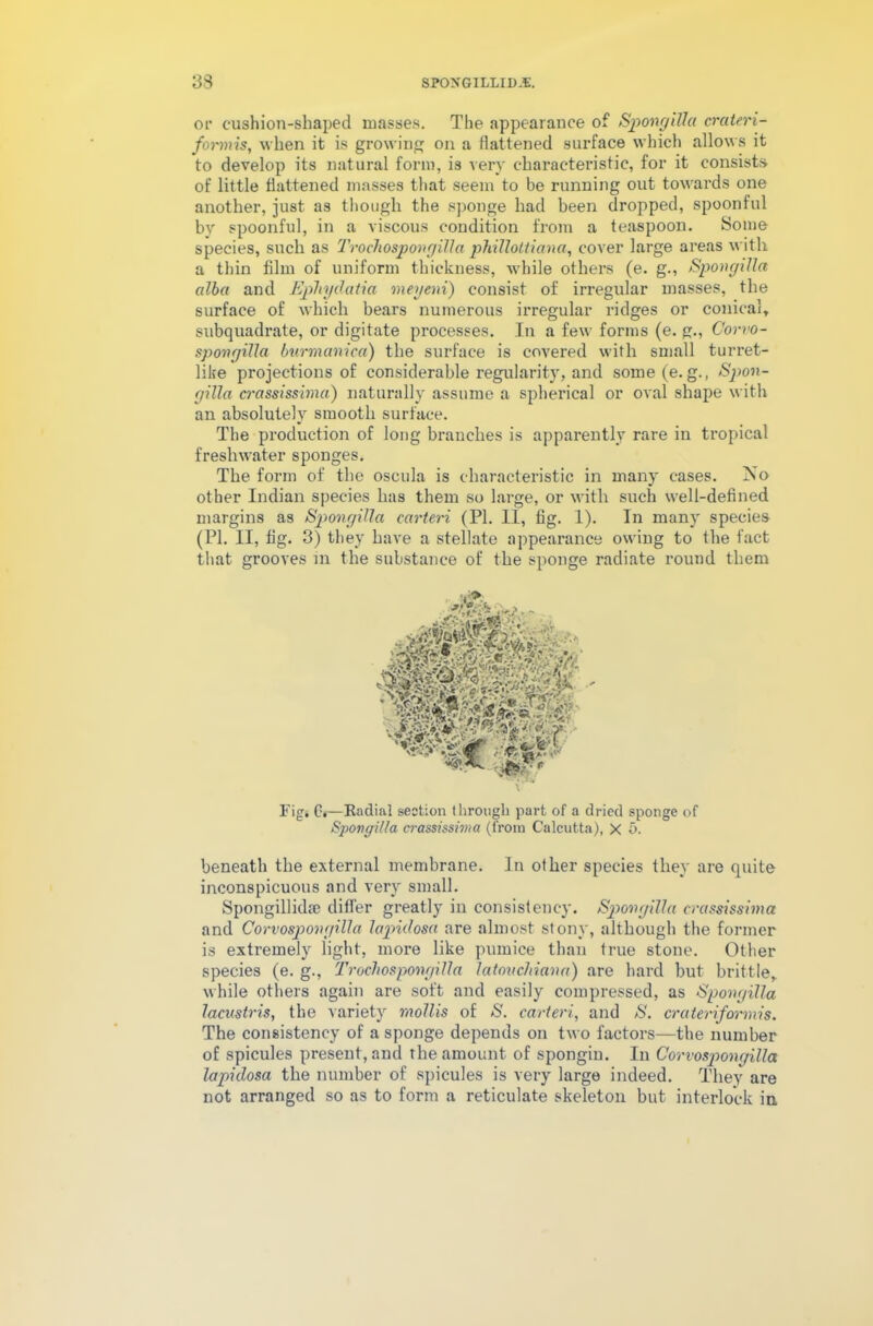 or cushion-shaped masses. The appearance of Spongilla crateri- formis, when it is growing on a flattened surface which allows it to develop its natural form, is very characteristic, for it consists of little flattened masses that seem to be running out towards one another, just as though the sponge had been dropped, spoonful by spoonful, in a viscous condition from a teaspoon. Some species, such as Trocliospongilla philloltianci, cover large areas with a thin film of uniform thickness, while others (e. g., Spongilla alba and Ephydatia meyeni) consist of irregular masses, the surface of which bears numerous irregular ridges or conical, subquadrate, or digitate processes. In a few forms (e. g., Corvo- spongilla burmanica) the surface is covered with small turret- like projections of considerable regularity, and some (e. g., Spon- gilla crassissima) naturally assume a spherical or oval shape with an absolutely smooth surface. The production of long branches is apparently rare in tropical freshwater sponges. The form of the oscula is characteristic in many cases. No other Indian species has them so large, or with such well-defined margins as Spongilla carteri (PI. II, fig. 1). In many species (PI. II, fig. 3) they have a stellate appearance owing to the fact that grooves in the substance of the sponge radiate round them beneath the external membrane. In other species they are quite inconspicuous and very small. Spongillidse differ greatly in consistency. Spongilla crassissima and Corvospongilla lapulosa are almost stony, although the former is extremely light, more like pumice than true stone. Other species (e. g., Trocliospongilla latoucliiana) are hard but brittle, while others again are soft and easily compressed, as Spongilla lacustris, the variety mollis of S. carteri, and S. crateriformis. The consistency of a sponge depends on two factors—the number of spicules present, and the amount of spongin. In Corvospongilla lapidosa the number of spicules is very large indeed. They are not arranged so as to form a reticulate skeleton but interlock in Fig. 0.—Radial section through part of a dried sponge of Spongilla crassissima (from Calcutta), X 5.