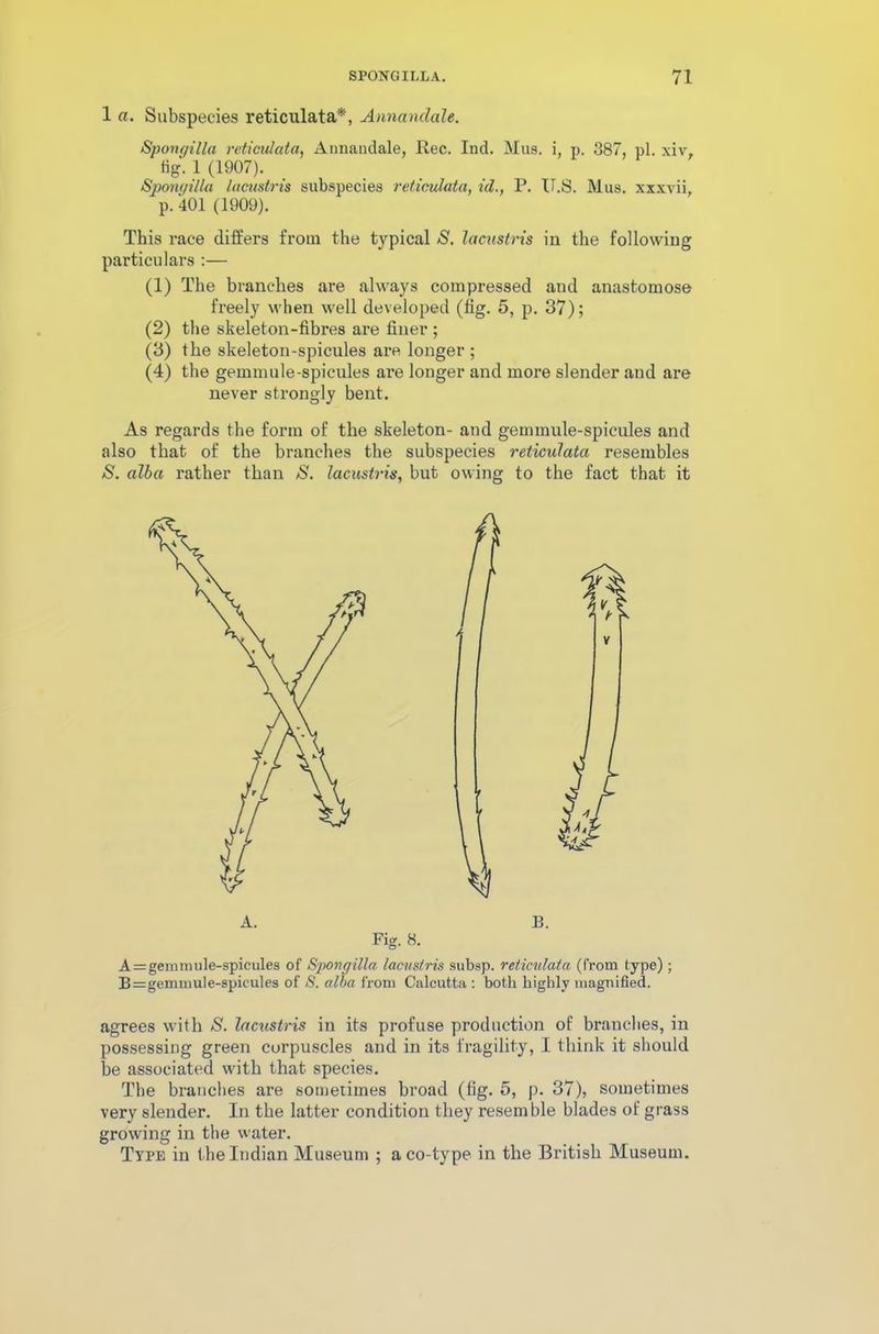 1 a. Subspecies reticulata*, Annanclale. Spongilla reticulata, Annandale, Rec. Ind. Mus. i, p. 887, pi. xiv. fig. 1 (1907). Spongilla lacustris subspecies reticulata, id., P. U.S. Mus. xxxvii, p. 401 (1909). This race differs from the typical S. lacustris in the following particulars :— (1) The branches are always compressed and anastomose freely when well developed (fig. 5, p. 37); (2) the skeleton-fibres are finer ; (3) the skeleton-spicules are longer ; (4) the gemmule-spicules are longer and more slender and are never strongly bent. As regards the form of the skeleton- and gemmule-spicules and also that of the branches the subspecies reticulata resembles S. alba rather than S. lacustris, but owing to the fact that it Fig. 8. A = gemmule-spicules of Spongilla lacustris subsp. reticulata (from type); gemmule-spicules of S. alba from Calcutta: both highly magnified. agrees with S. lacustris in its profuse production of branches, in possessing green corpuscles and in its fragility, I think it should be associated with that species. The branches are sometimes broad (fig. 5, p. 37), sometimes very slender. In the latter condition they resemble blades of grass growing in the water. Type in the Indian Museum ; a co-type in the British Museum.