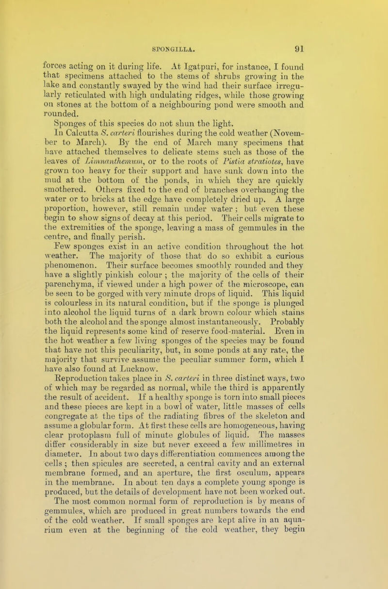 lorces acting on it during life. At Igatpuri, for instance, I found that specimens attached to the stems of shrubs growing in the lake and constantly swayed by the wind had their surface irregu- larly reticulated with high undulating ridges, while those growing on stones at the bottom of a neighbouring pond were smooth and rounded. Sponges of this species do not shun the light. In Calcutta S. ccirteri flourishes during the cold weather (Novem- ber to March). By the end of March many specimens that have attached themselves to delicate stems such as those of the leaves of Limnanthemum, or to the roots of Pistia stratiotes, have grown too heavy for their support and have sunk down into the mud at the bottom of the ponds, in which they are quickly smothered. Others fixed to the end of branches overhanging the water or to bricks at the edge have completely dried up. A large proportion, however, still remain under water ; but even these begin to show signs of decay at this period. Their cells migrate to the extremities of the sponge, leaving a mass of gemmules in the centre, and finally perish. Few spouges exist in an active condition throughout the hot weather. The majority of those that do so exhibit a curious phenomenon. Their surface becomes smoothly rounded and they have a slightly pinkish colour ; the majority of the cells of their parenchyma, if viewed under a high power of the microscope, can be seen to be gorged with very minute drops of liquid. This liquid is colourless in its natural condition, but if the sponge is plunged into alcohol the liquid turns of a dark brown colour which stains both the alcohol and the sponge almost instantaneously. Probably the liquid represents some kind of reserve food-material. Even in the hot weather a few living sponges of the species may be found that have not this peculiarity, but, in some ponds at any rate, the majority that survive assume the peculiar summer form, which 1 have also found at Lucknow. Reproduction takes place iu S. carteri in three distinct ways, two of which may be regarded as normal, while the third is apparently the result of accident. If a healthy sponge is torn into small pieces and these pieces are kept in a bowl of water, little masses of cells congregate at the tips of the radiating fibres of the skeleton and assume a globular form. At first these cells are homogeneous, having clear protoplasm full of minute globules of liquid. The masses differ considerably in size but never exceed a few millimetres in diameter. In about two days differentiation commences among the cells ; then spicules are secreted, a central cavity and an external membrane formed, and an aperture, the first osculum, appears in the membrane. In about ten days a complete young sponge is produced, but the details of development have not been worked out. The most common normal form of reproduction is by means of gemmules, which arc produced in great numbers towards the end of the cold weather. If small sponges are kept alive in an aqua- rium even at the beginning of the cold weather, they begin