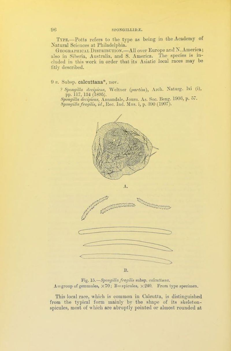 Type.—Potts refers to the type as being in the Academy of Natural Sciences at Philadelphia. Geographical Distribution.—All over Europe and X. America; also in Siberia, Australia, and S. America. The species is in- cluded in this work in order that its Asiatic local races may be fitly described. 9 a. Subsp. calcuttana*, nov. ? Spongilla decipiens, Weltner (partim), Arch. Naturg. lxi (i), pp. 117, 134 (1895). Spongilla decipiens, Annandale, Journ. As. Soc. Beng. 1906, p. o/. Spongilla fragilis, id., Ilec. Iud. Mas. i, p. 390 (1907). $ ■■ ■ r’~rr'-'r-'rPlr;,<r B. Fig. 15.—Spongilla fragilis subsp. calcuttana. A=group of gemmules, X70; B=spicules, x240. From type specimen. This local race, which is common in Calcutta, is distinguished from the typical form mainly by the shape of its skeleton- spicules, most of which are abruptly pointed or almost rounded at
