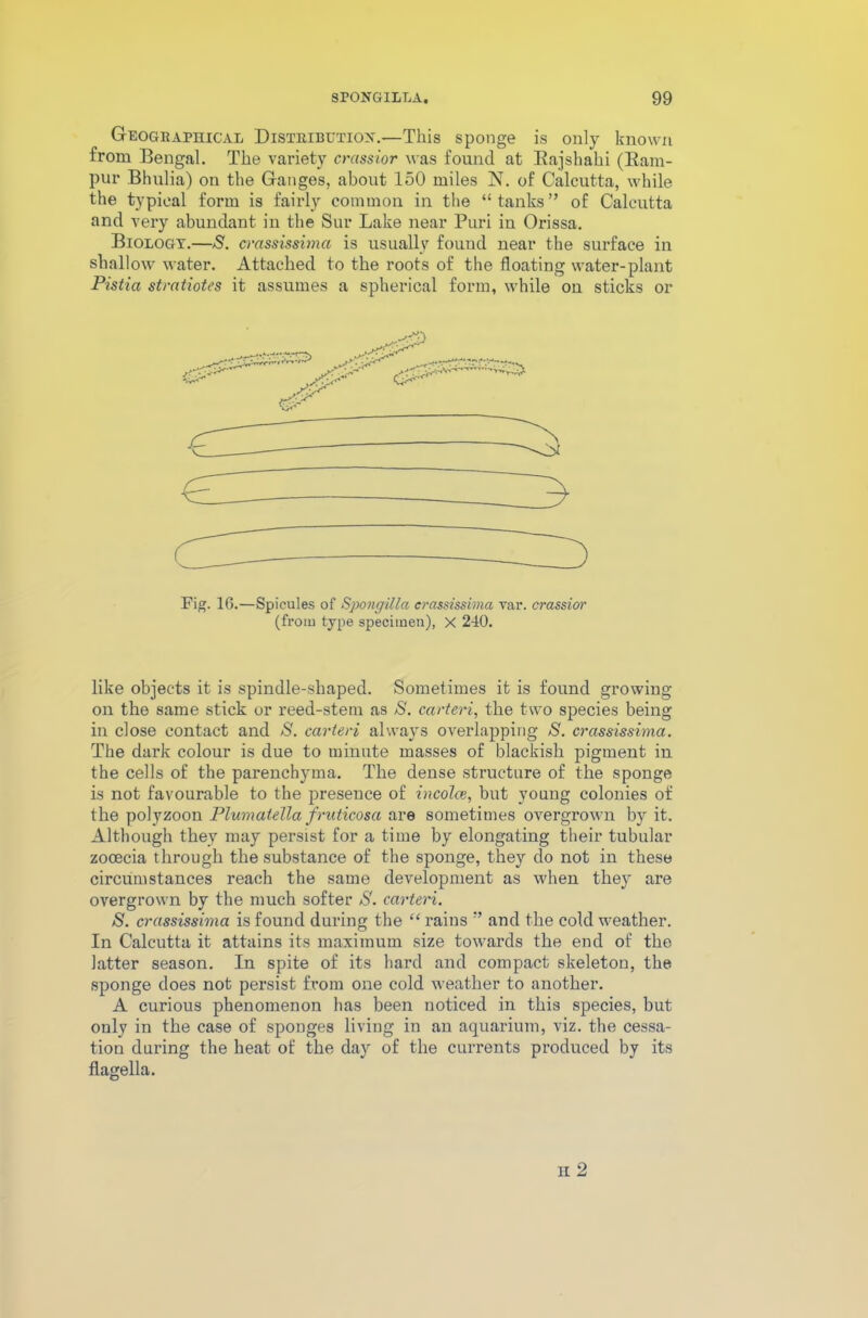 Geographical Distribution.—This sponge is only known from Bengal. The variety crassior was found at Bajshahi (Bam- pur Bhulia) on the Ganges, about 150 miles N. of Calcutta, while the typical form is fairly common in the “tanks” of Calcutta and very abundant in the Sur Lake near Puri in Orissa. Biology.—S. crassissimci is usually found near the surface in shallow water. Attached to the roots of the floating water-plant Pistia strntiotes it assumes a spherical form, while on sticks or Fig. 16.—Spicules of Spongilla crassissima var. crassior (from type specimen), X 240. like objects it is spindle-shaped. Sometimes it is found growing on the same stick or reed-stem as S. carteri, the two species being in close contact and S. carteri always overlapping S. crassissima. The dark colour is due to minute masses of blackish pigment in the cells of the parenchyma. The dense structure of the sponge is not favourable to the presence of incoice, but young colonies of the polyzoon Plumatella fruticosa are sometimes overgrown by it. Although they may persist for a time by elongating their tubular zocecia through the substance of the sponge, they do not in these circumstances reach the same development as when they are overgrown by the much softer S', carteri. S. crassissima is found during the “ rains ” and the cold weather. In Calcutta it attains its maximum size towards the end of the latter season. In spite of its bard and compact skeleton, the sponge does not persist from one cold weather to another. A curious phenomenon has been noticed in this species, but only in the case of sponges living in an aquarium, viz. the cessa- tion during the heat of the day of the currents produced by its flagella.