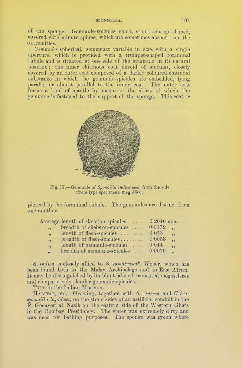 of the spouge. Gemmule-spicules short, stout, sausage-shaped, covered with minute spines, which are sometimes absent from the extremities. Gemmules spherical, somewhat variable in size, with a single aperture, which is provided with a trumpet-shaped foraminal tubule and is situated at one side of the gemmule in its natural position; the inner chitinous coat devoid of spicules, closely covered by an outer coat composed of a darkly coloured chitinoid substance in which the gemmule-spicules are embedded, lying parallel or almost parallel to the inner coat. The outer coat forms a kind of mantle by means of the skirts of which the gemmule is fastened to the support of the sponge. This coat is Fig. 17.—Gemmule of SpongUla indica seen from the side (from type specimen), magnified. pierced by the foraminal tubule. The gemmules are distinct from one another. Average length of skeleton-spicules „ breadth of skeleton-spicules „ length of flesh-spicules „ breadth of flesh-spicules. . . . ,, length of gemmule-spicules „ breadth of gemmule-spicules 0-2046 mm 0-0172 „ 0-053 ,, 0-0053 „ 0-044 „ 0-0079 „ S. indica is closely allied to S. sumatrana*, Weber, which lias been found both in the Malay Archipelago and in East Africa. It may be distinguished by its blunt, almost truncated megascleres and comparatively slender gemmule-spicules. Type in the Indian Museum. Habitat, etc.—Growing, together with S. cinerea and Corvo- spongilla lapidosci, on the stone sides of an artificial conduit in the B. Godaveri at Nasik on the eastern side of the Western Ghats in the Bombay Presidency. The water was extremely dirty and was used for bathing purposes. The sponge was green where