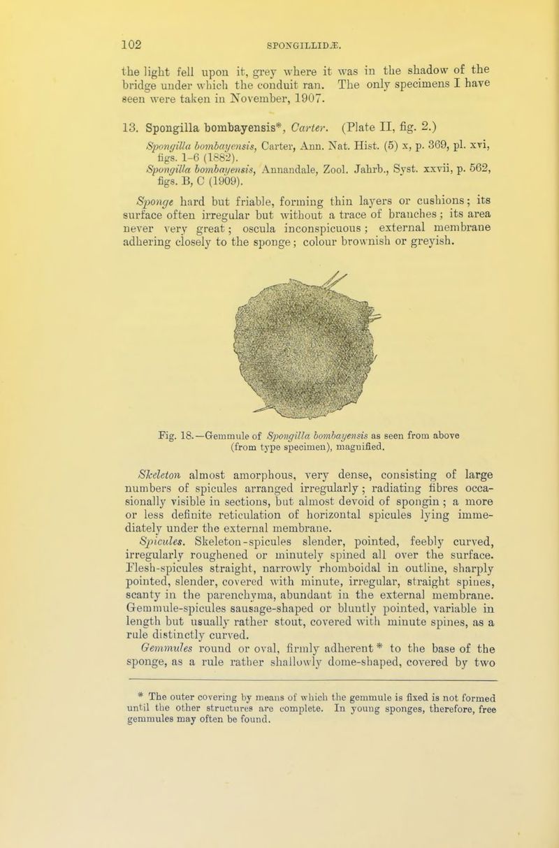 the light fell upon it, grey where it was in the shadow of the bridge under which the conduit ran. The only specimens I have seen were taken in November, 1907. 13. Spongilla bombayensis*, Carter. (Plate II, fig. 2.) Span (/ill a bombayensis, Carter, Ann. Nat. Hist. (5) x, p. 369, pi. xvi, tigs. 1-6 (1882). Spunyilla bombayensis, Annandale, Zool. Jakrb., Syst. xxvii, p. 562, figs. B, C (1909). Sponge hard but friable, forming thin laj'ers or cushions; its surface often irregular but without a trace of branches; its area never very great; oscula inconspicuous; external membrane adhering closely to the sponge; colour brownish or greyish. Fig. 18.—Gemmule of Spongilla bombayensis as seen from above (from type specimen), magnified. Skeleton almost amorphous, very dense, consisting of large numbers of spicules arranged irregularly ; radiating fibres occa- sionally visible in sections, but almost devoid of spongin ; a more or less definite reticulation of horizontal spicules lying imme- diately under the external membrane. Sjncules. Skeleton-spicules slender, pointed, feebly curved, irregularly roughened or minutely spined all over the surface. Flesh-spicules straight, narrowly rhomboidal in outline, sharply pointed, slender, covered with minute, irregular, sti'aight spines, scanty in the parenchyma, abundant in the external membrane. Gemmule-spicules sausage-shaped or bluntly pointed, variable in length but usually rather stout, covered with minute spines, as a rule distinctly curved. Gemmules round or oval, firmly adherent * to the base of the sponge, as a rule rather shallowly dome-shaped, covered by two * The outer covering by means of which the gemmule is fixed is not formed until the other structures are complete. In young sponges, therefore, free gemmules may often be found.