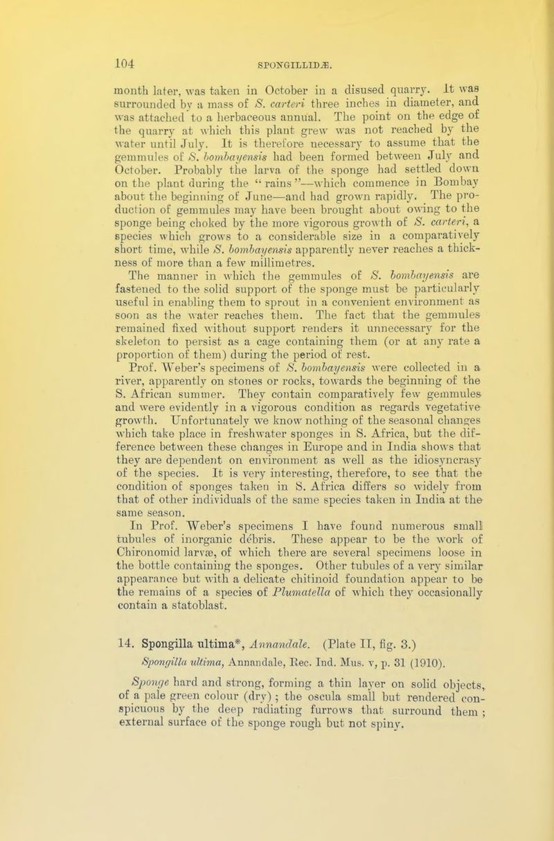 month later, was taken in October in a disused quarry, it was surrounded bv a mass of S. carteri three inches in diameter, and was attached to a herbaceous annual. The point on the edge of the quarry at which this plant grew was not reached by the water until July. It is therefore necessary to assume that the gemmules of S. bombayensis had been formed between July and October. Probably the larva of the sponge had settled down on the plant during the “rains”—which commence in Bombay about the beginning of June—and had grown rapidly. The pro- duction of gemmules may have been brought about owing to the sponge being choked by the more vigorous growth of S. carteri, a species which grows to a considerable size in a comparatively short time, while S. bombayensis apparently never reaches a thick- ness of more than a few millimetres. The manner in which the gemmules of S. bombayensis are fastened to the solid support of the sponge must be particularly useful in enabling them to sprout in a convenient environment as soon as the water reaches them. The fact that the gemmules remained fixed without support renders it unnecessary for the skeleton to persist as a cage containing them (or at any rate a proportion of them) during the period of rest. Prof. Weber’s specimens of S. bombayensis were collected in a river, apparently on stones or rocks, towards the beginning of the S. African summer. They contain comparatively few gemmules and were evidently in a vigorous condition as regards vegetative growth. Unfortunately we know nothing of the seasonal changes which take place in freshwater sponges in S. Africa, but the dif- ference between these changes in Europe and in India shows that they are dependent on environment as well as the idiosyncrasy of the species. It is very interesting, therefore, to see that the condition of sponges taken in S. Africa differs so widely from that of other individuals of the same species taken in India at the same season. In Prof. Weber’s specimens I have found numerous small tubules of inorganic debris. These appear to be the work of Chironomid larvae, of which there are several specimens loose in the bottle containing the sponges. Other tubules of a very similar appearance but with a delicate chitinoid foundation appear to be the remains of a species of Plumatella of which they occasionally contain a statoblast. 14. Spongilla ultima*', Annandale. (Plate II, fig. 3.) Spoilyilia ultima, Annandale, I!ec. Ind. Mus. v, p. 31 (1910). Sponge hard and strong, forming a thin layer on solid objects, of a pale green colour (dry) ; the oscula small but rendered con- spicuous by the deep radiating furrows that surround them ; external surface of the sponge rough but not spiny.