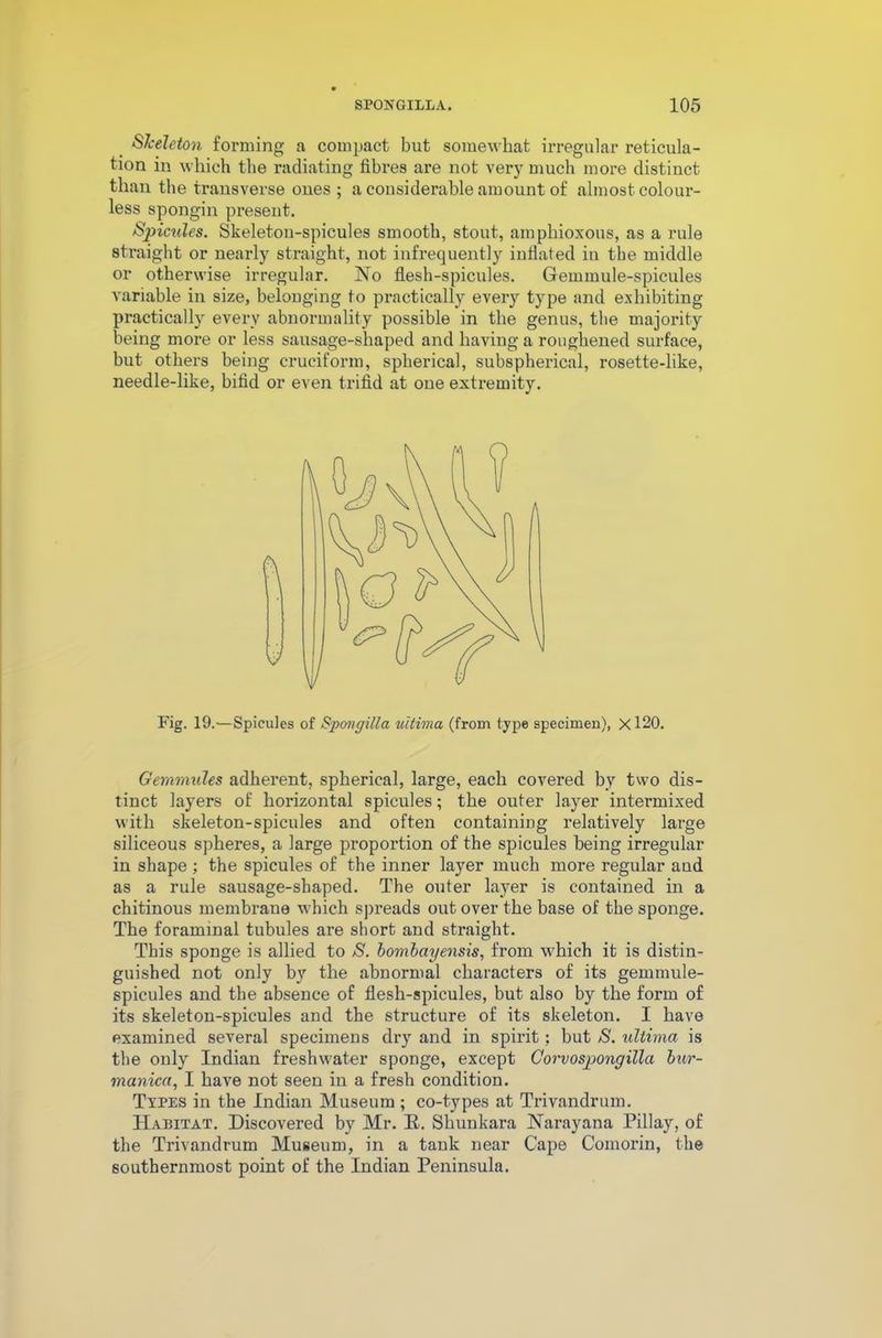 Skeleton forming a compact but somewhat irregular reticula- tion in which the radiating fibres are not very much more distinct than the transverse ones; a considerable amount of almost colour- less spongin present. Spicules. Skeleton-spicules smooth, stout, amphioxous, as a rule straight or nearly straight, not infrequently inflated in the middle or otherwise irregular. No flesh-spicules. Gemmule-spicules variable in size, belonging to practically every type and exhibiting practically every abnormality possible in the genus, the majority being more or less sausage-shaped and having a roughened surface, but others being cruciform, spherical, subspherical, rosette-like, needle-like, bifid or even trifid at one extremity. Fig. 19.'—Spicules of Spoil gill a ultima (from type specimen), Xl20. Gemmules adherent, spherical, large, each covered by two dis- tinct layers of horizontal spicules; the outer layer intermixed with skeleton-spicules and often containing relatively large siliceous spheres, a large proportion of the spicules being irregular in shape ; the spicules of the inner layer much more regular and as a rule sausage-shaped. The outer layer is contained in a chitinous membrane which spreads out over the base of the sponge. The foraminal tubules are short and straight. This sponge is allied to S. bombayensis, from which it is distin- guished not only by the abnormal characters of its gemmule- spicules and the absence of flesh-spicules, but also by the form of its skeleton-spicules and the structure of its skeleton. I have examined several specimens dry and in spirit; but S. ultima is the only Indian freshwater sponge, except Corvospongilla bur- manica, I have not seen in a fresh condition. Types in the Indian Museum ; co-types at Trivandrum. Habitat. Discovered by Mr. E. Shunkara Narayana Pillay, of the Trivandrum Museum, in a tank near Cape Comorin, the southernmost point of the Indian Peninsula.