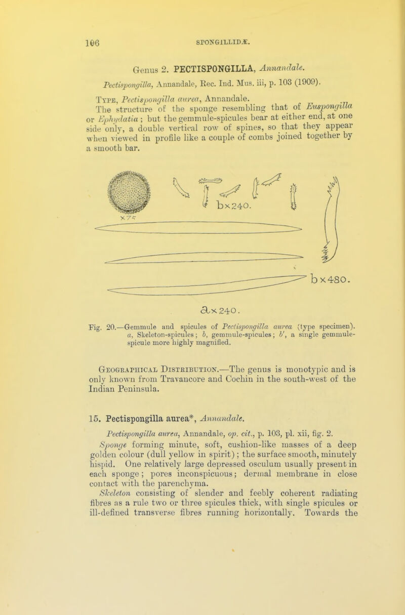 166 SrOJiGlLLID.I. Genus 2. PECTISPONGILLA, Annandale. Pectispongilla, Annandale, Rec. Ind. Mus. iii, p. 103 (1909). Type, Pectispongilla aurea, Annandale. The structure of the sponge resembling that of Enspongilla or Ephydatia ; but the gem mule-spicules bear at either end, at one side only, a double vertical row of spines, so that they appear when viewed in profile like a couple of combs joined together by a smooth bar. 61x240. Fig. 20.—Gemmule and spicules of Pectispongilla aurea (type specimen). a, Skeleton-spicules; b, gemmule-spicules; b', a single gemmule- spicule more highly magnified. Geographical Distribution.—-The genus is monotypic and is only known from Travancore and Cochin in the south-west of the Indian Peninsula. 15. Pectispongilla aurea*, Annandale. Pectispongilla aurea, Annandale, op. cit., p. 103, pi. xii, fig. 2. Sponge forming minute, soft, cushion-like masses of a deep golden colour (dull yellow in spirit) ; the surface smooth, minutely hispid. One relatively large depressed osculum usually present in each sponge; pores inconspicuous; dermal membrane in close contact with the parenchyma. Skeleton consisting of slender and feebly coherent radiating fibres as a rule two or three spicules thick, with single spicules or ill-defined transverse fibres running horizontally. Towards the