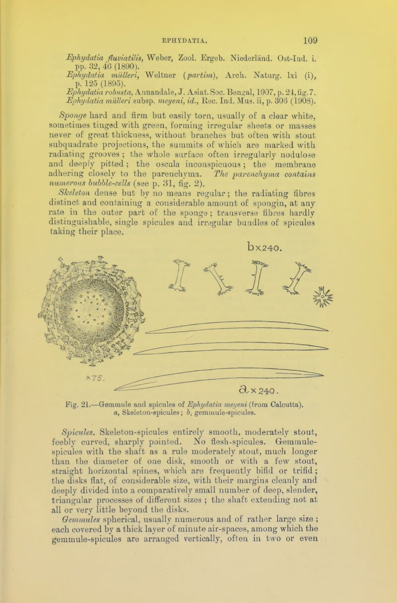 Ephydatia fluviatilis, Weber, Zool. Ergeb. Niederland. Ost-Itid. i. pp. 82, 40 (1890). Ephydatia miilleri, Weltner (partim), Arch. Naturg. lxi (i), p. 125 (1895). Ephydatia robusta, Annandale, J. Asiat. Soc. Bengal, 1907, p. 24, fig. 7. Ephydatia miilleri subsp. meyeni, id., Kec. Ind. Mas. ii, p. 308 (1903). Sponge hard and firm but easily torn, usually of a clear white, sometimes tinged with green, forming irregular sheets or masses never of great thickness, without branches but often with stout subquadrate projections, the summits of which are marked with radiating grooves ; the whole surface often irregularly nodulose and deeply pitted; the oscula inconspicuous; the membrane adhering closely to the parenchyma. The parenchyma contains numerous bubble-cells (see p. 31, fig. 2). Skeleton dense but by no means regular; the radiating fibres distinct and containing a considerable amount of spongin, at any rate in the outer part of the sponge; transverse fibres hardly distinguishable, single spicules and irregular bundles of spicules taking their place. bx240. Fig. 21.—Gemmule and spicules of Ephydatia meyeni (from Calcutta). a, Skeleton-spicules; b, gemmule-spicules. Spicules. Skeleton-spicules entirely smooth, moderately stout, feebly curved, sharply pointed. No flesh-spicules. Gremmule- spicules with the shaft as a rule moderately stout, much longer than the diameter of one disk, smooth or with a few stout, straight horizontal spines, which are frequently bifid or trifid; the disks flat, of considerable size, with their margins cleanly and deeply divided into a comparatively small number of deep, slender, triangular processes of different sizes ; the shaft extending not at all or very little beyond the disks. Gemmules spherical, usually numerous and of rather large size ; each covered by a thick layer of minute air-spaces, among which the gemmule-spicules are arranged vertically, often in two or even