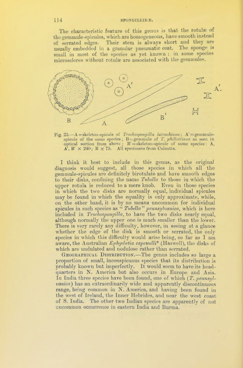 The characteristic feature of this genus is that the rotulse of the gemmule-spicules, which are homogeneous, have smooth instead of serrated edges. Their stem is always short and they are usually embedded in a granular pneumatic coat. The sponge is small in most of the species as yet known : in some species microscleres without rotulse are associated with the gemmules. Fig. 23.—A = skeleton-spicule of Troahospongilla latouchiana; A'=gemmule- spicule of the same species; B —gemmule of T. phillottiana as seen in optical section from above; B' = skeleton-spicule of same species: A, A', B' X 240; B X 75. All specimens from Calcutta. I think it best to include in this genus, as the original diagnosis would suggest, all those species in which all the gemmule-spicules are definitely birotulate and have smooth edges to their disks, confining the name Tubella to those in which the upper rotula is reduced to a mere knob. Eveu in those species in which the two disks are normally equal, individual spicules may be found in which the equality is only approximate, while, on the other hand, it is by no means uncommon for individual spicules in such species as “ Tubella ” pennsylvanica, which is here included in Trochospongilla, to have the two disks nearly equal, although normally the upper one is much smaller than the lower. There is very rarely auy difficulty, however, in seeing at a glance whether the edge of the disk is smooth or serrated, the only species in which this difficulty would arise being, so far as I am aware, the Australian Ephyclutia capewelli* (Ilaswell), the disks of which are undulated and nodulose rather than serrated. Geographical Distribution-.—The genus includes so large a proportion of small, inconspicuous species that its distribution is probably known but imperfectly. It would seem to have its head- quarters in N. America but also occurs in Europe and Asia. In India three species have been found, one of which (T. pennsyl- vanica) has an extraordinarily wide and apparently discontinuous range, being common in N. America, and having been found in the west of Ireland, the Inner Hebrides, and near the west coast of S. India. The other two Indian species are apparently of not uncommon occurrence in eastern India and Burma.