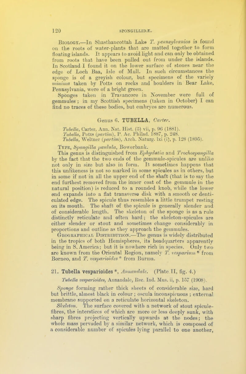 Biology.—In Skasthaucottah Lake T. pennsylvanica is found on the roots of water-plants that are matted together to form floating islands. It appears to avoid light and can only be obtained from roots that have been pulled out from under the islands. In Scotland I found it on the lower surface of stones near the edge of Loch Baa, Isle of Mull. In such circumstances the sponge is of a greyish colour, but specimens of the variely minima taken by Potts on rocks and boulders in Bear Lake, Pennsylvania, were of a bright green. Sponges taken in Travancore in November were full of gemmules ; in my Scottish specimens (taken in October) I can find no traces of these bodies, but embryos are numerous. Genus 6. TUBELLA. Carter. Tubella, Carter, Ann. Nat. Hist. (5) vii, p. 96 (1881). Tubella, Potts (partim), P. Ac. Philad. 1887, p. 248. Tubella, Weltner (partim), Arch. Naturg. lxi (i), p. 128 (1895). Type, Spongilla paulula, Bowerbank. This genus is distinguished from Ephydatia and Trochospongilla by the fact that the two ends of the gemmule-spicules are unlike not only in size but also in form. It sometimes happens that this unlikeness is not so marked in some spicules as in others, but in some if not in all the upper end of the shaft (that is to say the end furthest removed from the inner coat of the gemmule in the natural position) is reduced to a rounded knob, while the lower end expands into a flat transverse disk with a smooth or denti- culated edge. The spicule thus resembles a little trumpet resting on its mouth. The shaft of the spicule is generally slender and of considerable length. The skeleton of the sponge is as a rule distinctly reticulate and often bard; the skeleton-spicules are either slender or stout and sometimes change considerably in proportions and outline as they approach the gemmules. Geographical DISTRIBUTION.—The genus is widely distributed in the tropics of both Hemispheres, its headquarters apparently being in S. America; but it is nowhere rich in species. Only two are known from the Oriental llegion, namely T. vesparium * from Borneo, and T. vesparioides * from Burma. 21. Tubella vesparioides *, Annandale. (Plate. II, fig. 4.) Tubella vesparioides, Annandale, I»ec. Ind. Mus. ii, p. 157 (1908). Sponge forming rather thick sheets of considerable size, hard but brittle, almost black in colour ; oscula inconspicuous ; external membrane supported on a reticulate horizontal skeleton. Skeleton. The surface covered with a network of stout spicule- fibres, the interstices of which are more or less deeply sunk, with sharp fibres projecting vertically upwards at the nodes; the whole mass pervaded by a similar network, which is composed of a considerable number of spicules lying parallel to one another,