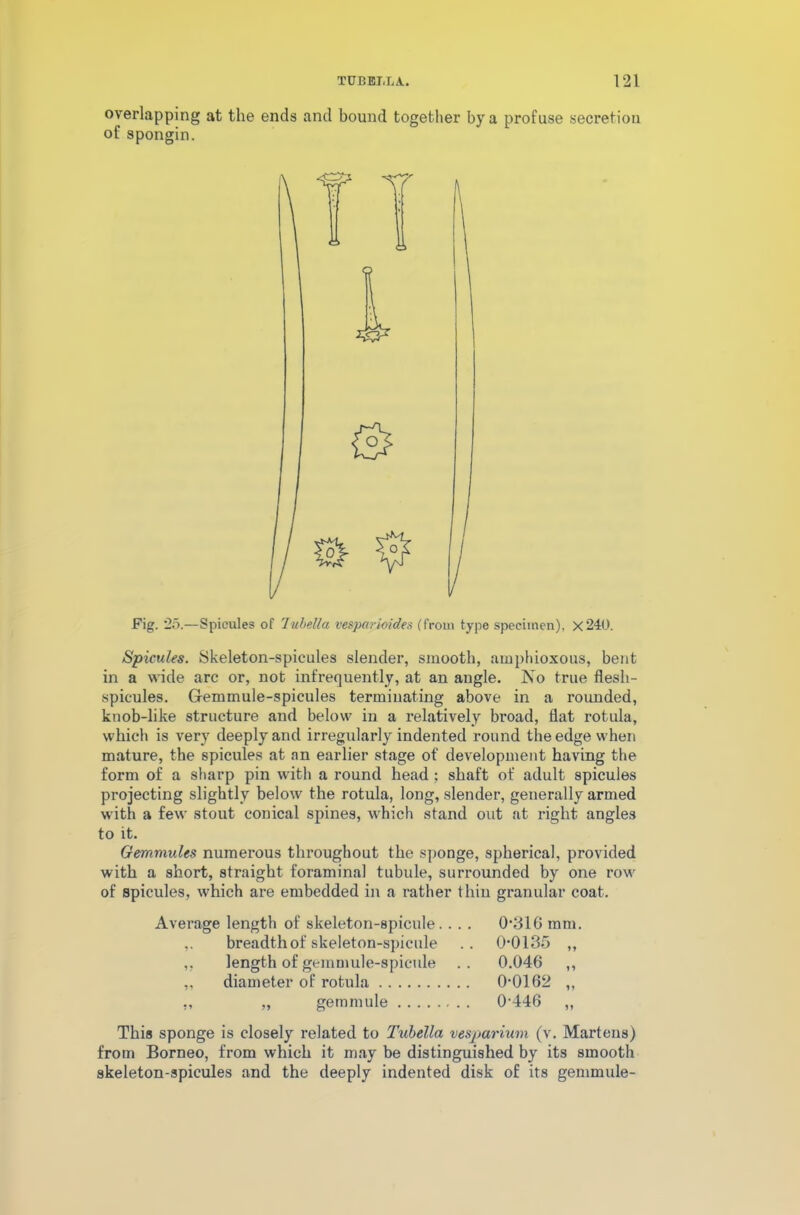 overlapping at the ends and bound together by a profuse secretion of spongin. Fig. 25.—Spicules of lubella vesparioides (from type specimen), X 240. Spicules. Skeleton-spicules slender, smooth, amphioxous, bent in a wide arc or, not infrequently, at an angle. No true flesh- spicules. G-emmule-spicules terminating above in a rounded, knob-like structure and below in a relatively broad, flat rotula, which is very deeply and irregularly indented round the edge when mature, the spicules at an earlier stage of development having the form of a sharp pin with a round head ; shaft of adult spicules projecting slightly below the rotula, long, slender, generally armed with a few stout conical spines, which stand out at right angles to it. Gemmules numerous throughout the sponge, spherical, provided with a short, straight foramina! tubule, surrounded by one row of spicules, which are embedded in a rather thin granular coat. Average length of skeleton-spicule.. . . ,. breadth of skeleton-spicule ,, length of gemmule-spicule „ diameter of rotula ,, „ gemmule 0-316 mm. 0-0135 „ 0.046 „ 0-0162 „ 0-446 This sponge is closely related to Tubella vesparium (v. Martens) from Borneo, from which it may be distinguished by its smooth skeleton-spicules and the deeply indented disk of its gemmule-