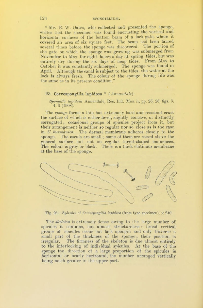 “ Mr. E. \\\ Oates, who collected and presented the sponge, writes that the specimen was found encrusting the vertical and horizontal surfaces of the bottom beam of a lock gate, where it covered an area of six square feet. The beam had been tarred several times before the sponge was discovered. The portion of the gate on which the sponge was growing was submerged from November to May for eight hours a day at spring tides, but was entirely dry during the six days of neap tides. From May to October it was constantly submerged. The sponge was found in April. Although the canal is subject to the tides, the water at the lock is always fresh. The colour of the sponge during life was the same as in its present condition.” 23. Corvospongilla lapidosa * (Ann and ale). Sponqilla lapidosa Annandale, Iiec. Ind. Mus. ii, pp. 25, 26, tigs. 3, 4, 5 (1908). The sponge forms a thin but extremely bard and resistant crust the surface of which is either level, slightly concave, or distinctly corrugated ; occasional groups of spicules project from it, but their arrangement is neither so regular nor so close as is the case in C. burmanica. The dermal membrane adheres closely to the sponge. The oscula are small; some of them are raised above the general surface but not on regular turret-shaped eminences. The colour is grey or black. There is a thick chitinous membrane at the base of the sponge. Fig. 26.—Spicules of Corvospongilla lapidosa (from type specimen), X 240. The skeleton is extremely dense owing to the large number of spicules it contains, but almost structureless ; broad vertical groups of spicules occur but lack spongin and only traverse a small part of the thickness of the sponge; their position is irregular. The firmness of the skeleton is due almost entirely to the interlocking of individual spicules. At the base of the sponge the direction of a large proportion of the spicules is horizontal or nearly horizontal, the number arranged vertically being much greater in the upper part.