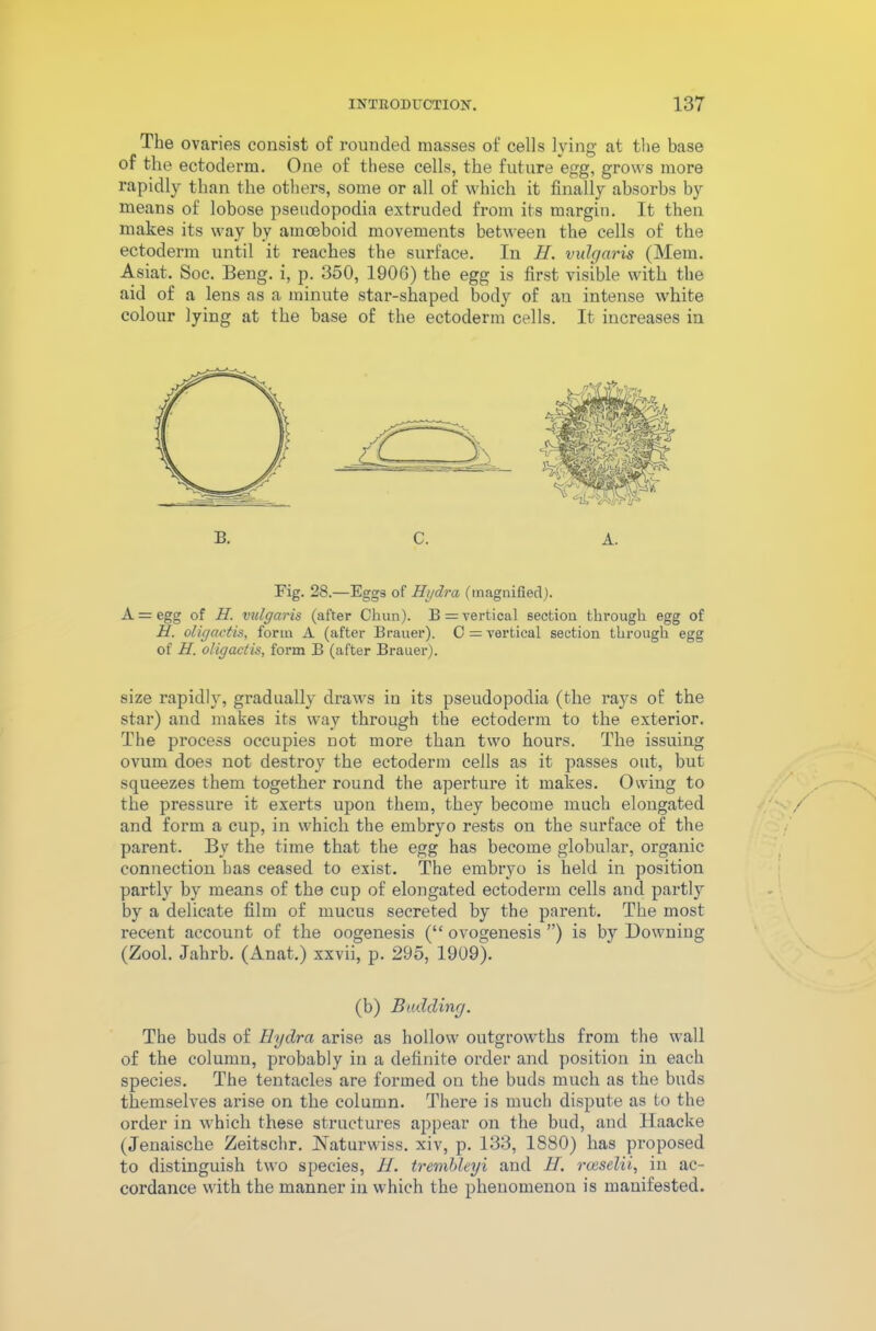 The ovaries consist of rounded masses of cells lying at the base of the ectoderm. One of these cells, the future egg, grows more rapidly than the others, some or all of which it finally absorbs by means of lobose pseudopodia extruded from its margin. It then makes its way by amoeboid movements between the cells of the ectoderm until it reaches the surface. In H. vulc/aris (Mem. Asiat. Soc. Beng. i, p. 350, 1906) the egg is first visible with the aid of a lens as a minute star-shaped body of an intense white colour lying at the base of the ectoderm cells. It increases in Fig. 28.—Eggs of Hydra (magnified). A = egg of H. vulgaris (after Chun). B = vertical section through egg of H. oligactis, form A (after Brauer). C = vertical section through egg of H. oligactis, form B (after Brauer). size rapidly, gradually draws iu its pseudopodia (the rays of the star) and makes its way through the ectoderm to the exterior. The process occupies not more than two hours. The issuing ovum does not destroy the ectoderm cells as it passes out, but squeezes them together round the aperture it makes. Owing to the pressure it exerts upon them, they become much elongated and form a cup, in which the embryo rests on the surface of the parent. By the time that the egg has become globular, organic connection has ceased to exist. The embryo is held in position partly by means of the cup of elongated ectoderm cells and partly by a delicate film of mucus secreted by the parent. The most recent account of the oogenesis (“ ovogenesis ”) is by Downing (Zool. Jahrb. (Anat.) xxvii, p. 295, 1909). (b) Budding. The buds of Hydra arise as hollow outgrowths from the wall of the column, probably in a definite order and position in each species. The tentacles are formed on the buds much as the buds themselves arise on the column. There is much dispute as to the order in which these structures appear on the bud, and Haacke (Jenaische Zeitschr. Naturwiss. xiv, p. 133, 1S80) has proposed to distinguish two species, H. trembleyi and H. rceselii, iu ac- cordance with the manner in which the phenomenon is manifested.