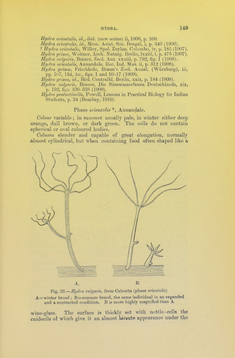 Hydra orientalis, id., ibid, (new series) ii, 190G, p. 109. Hydra orient,alia, id., Mem. Asiat. Soc. Bengal, i, p. 340 (1906). ? Hydra orientalis, Willey, Spol. Zeylan. Colombo, iv, p. 185 (1907). Hydra grisea, Weltner, Arch. Naturg. Berlin, lxxiii, i, p. 475 (1907). Hydra vulgaris, Brauer, Zool. Anz. xxxiii, p. 792, fig. 1 (1908). Hydra orientalis, Annandale, Rec. Ind. Mus. ii, p. 312 (1908). Hydra grisea, Frischholz, Braun’s Zool. Annal. (Wiirzburg), iii, pp. 1()7, 134, Ac., figs. 1 and 10-17 (1909). Hydra grisea, id., Biol. Centralbl. Berlin, xxix, p. 184 (1909). Hydra vulgaris, Brauer, Die Susswasserfauna Deutschlands, xix, p. 192, figs. 336-338 (1909). Hydra pent act inella, Powell, Lessons in Practical Biology for Indian Students, p. 24 (Bombay, 1910). Phase orientalis *, Annandale. Colour variable; in summer usually pale, in winter either deep orange, dull brown, or dark green. The cells do not contain spherical or oval coloured bodies. Column slender and capable of great elongation, normally almost cylindrical, but when containing food often shaped like a A. B. Fig. 29.—Hydra vidgaris, from Calcutta (phase orientalis) A = winter brood ; B = summer brood, the same individual in an expanded and a contracted condition. B is more highly magnified than A. wine-glass. The surface is thickly set with nettle-cells the cnidoeils of which give it an almost hirsute appearance under the
