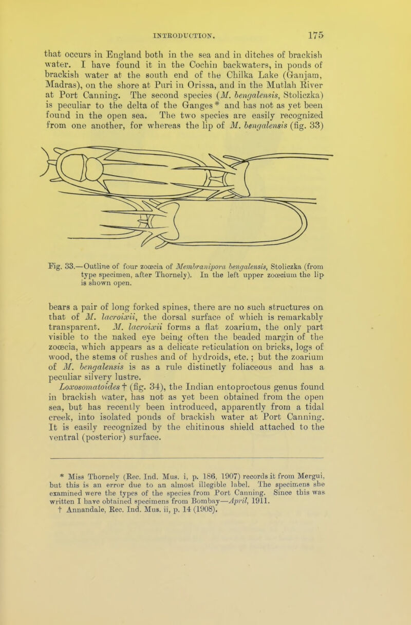that occurs in England both in the sea and in ditches of brackish water. I have found it in the Cochin backwaters, in ponds of brackish water at the south end of the Chilka Lake (Gfanjara, Madras), on the shore at Puri in Orissa, and in the Mutlah River at Port Canning. The second species (M. bengalemis, kStoliczka) is peculiar to the delta of the Ganges * and has not as yet been found in the open sea. The two species are easily recognized from one another, for whereas the lip of M. bengalensis (fig. 33) Fig. 33.—Outline of four zooecia of Membranipora bengalensis, Stoliczka (from type specimen, after Thornely). In the left upper zoceciutu the lip is shown open. bears a pair of long forked spines, there are no such structures on that of M. lacroixii, the dorsal surface of which is remarkably transparent. M. lacroixii forms a flat zoarium, the only part visible to the naked eye being often the beaded margin of the zooecia, which appears as a delicate reticulation on bricks, logs of wood, the stems of rushes and of hydroids, etc.; but the zoarium of M. bengalensis is as a rule distinctly foliaceous and has a peculiar silvery lustre. Loxosomatoides + (fig. 34), the Indian entoproctous genus found in brackish water, has not as yet been obtained from the open sea, but has recently been introduced, apparently from a tidal creek, into isolated ponds of brackish water at Port Canning. It is easily recognized by the chitinous shield attached to the ventral (posterior) surface. * Miss Thornely (Rec. Inch Mus. i, p. 186, 1907) records it from Mergui, but this is an error due to an almost illegible label. The specimens she examined were the types of the species from Port Canning. Since this was written I have obtained specimens from Bombay—April, 1911. t Annandale, Rec. Ind. Mus. ii, p. 14 (1908).