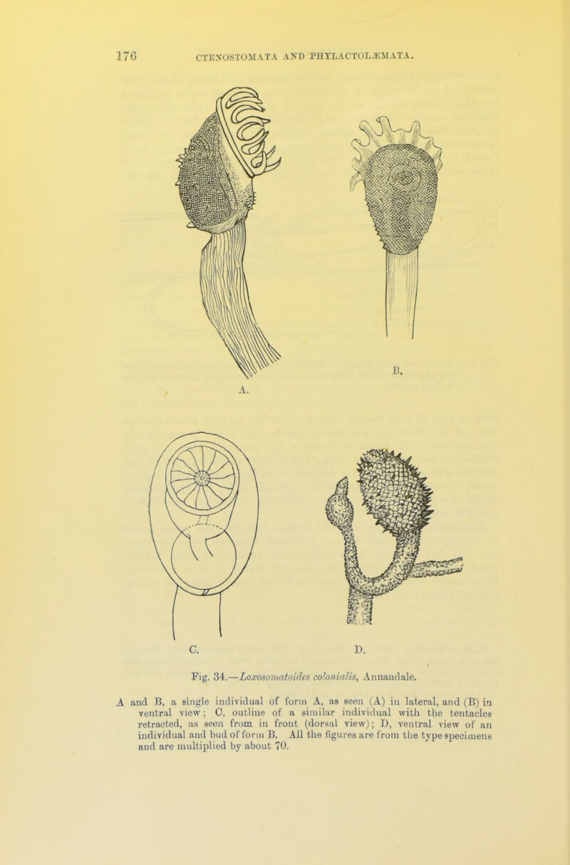 Fig. 34.—Loxosomatoicles colonial is, Annaudale. A and B, a single individual of form A, as seen (A) in lateral, and (B) in ventral view; 0, outline of a similar individual with the tentacles retracted, as seen from in front (dorsal view); D, ventral view of an individual and bud of form B. All the figures are from the type specimens and are multiplied by about 70.