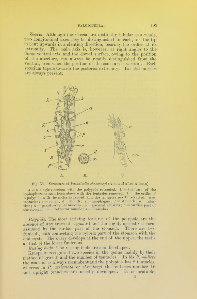 Zooeciu. Although the zocecia are distinctly tubular as a whole, two longitudinal axes may be distinguished in each, For the tip is bent upwards in a slanting direction, bearing the orifice at its extremity. The main axis is, however, at right angles to the dorso-ventral axis, and the dorsal surface, owing to the position of the aperture, can always be readily distinguished from the ventral, even when the position of the zocecium is vertical. Each zocecium tapers towards the posterior extremity. Parietal muscles are always present. Fig. 36.—Structure of Paludicella clircnbergi (A and B after Allman). A = a single zocecium with the polypicle retracted. B = the base of the lophophore as seen from above with the tentacles removed. C = the orifice of a polypide with the collar expanded and the tentacles partly retracted, a — tentacles ; c = collar; d — mouth ; e — oesophagus ; /= stomach ; g = intes- tine ; k — parieto-vaginal muscles ; p = parietal muscles ; o — cardiac part of the stomach ; r = retractor muscle; s = funiculus. Polypide. The most striking features of the polypide are the absence of any trace of a gizzard and the highly specialized form assumed by the cardiac part of the stomach. There are two funiculi, both connecting the pyloric part of the stomach with the endocyst. The ovary develops at the end of the upper, the testis at that of the lower funiculus. liesting bads. The resting buds are spindle-shaped. Kraepelin recognized two species in the genus mainly by their method of growth and the number of tentacles. In his P. mulleri the zoarium is always recumbent and the polypide has 8 tentacles, whereas in P. articulata or ehrenbergi the tentacles number 16 and upright branches are usually developed. It is probable, A. B. 0