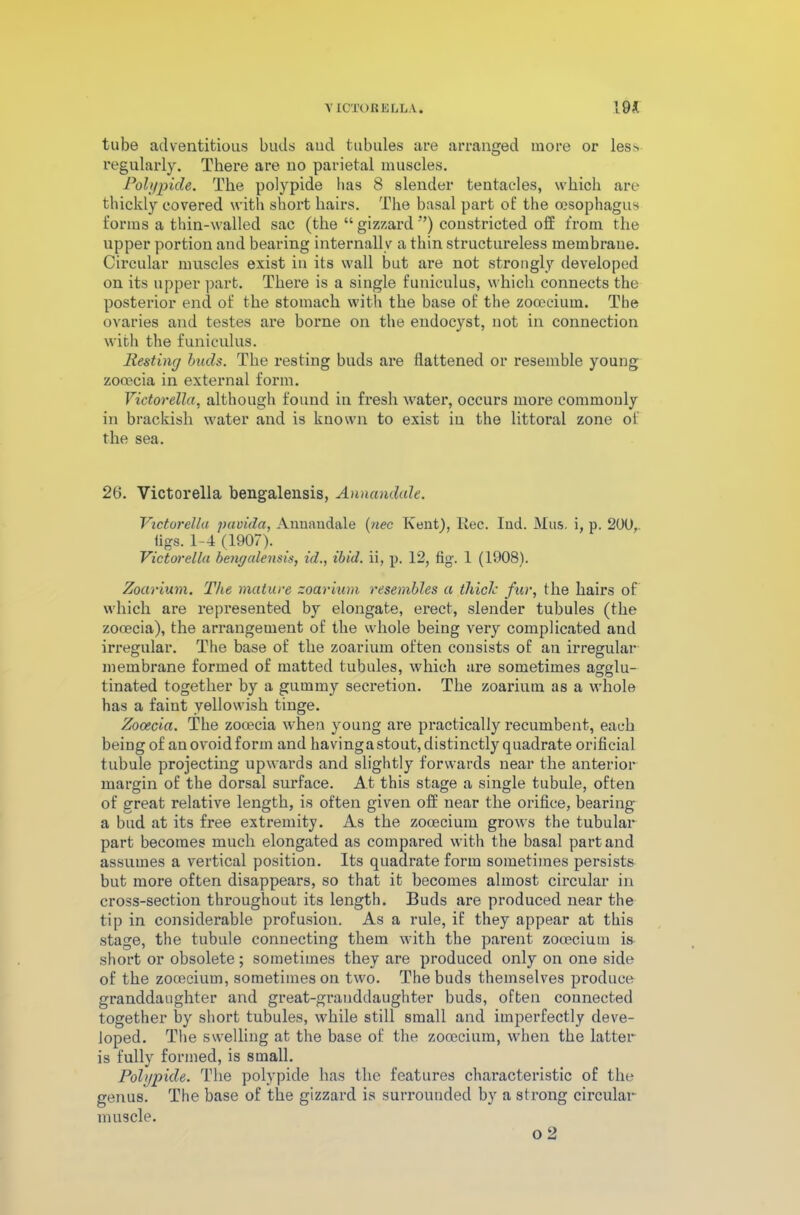 VICTOR EL, LA. 19* tube adventitious buds aud tubules are arranged more or less regularly. There are no parietal muscles. Polypide. The polypide lias 8 slender tentacles, which are thickly covered with short hairs. The basal part of the oesophagus forms a thin-walled sac (the “ gizzard”) constricted off from the upper portion and bearing internally a thin structureless membrane. Circular muscles exist in its wall but are not strongly developed on its upper part. There is a single funiculus, which connects the posterior end of the stomach with the base of the zocccium. The ovaries and testes are borne on the endocyst, not in connection with the funiculus. Resting buds. The resting buds are flattened or resemble young zooecia in external form. Victorella, although found in fresh water, occurs more commonly in brackish water and is known to exist iu the littoral zone of the sea. 26. Victorella bengalensis, Annandale. Victorella pavida, Annandale (nec Kent), Itec. Ind. Mas. i, p. 200,. iigs. 1-4 (1907). Victorella bengalensis, id., ibid, ii, p. 12, fig. 1 (1908). Zoarium. The mature zoarium resembles a thick fur, the hairs of which are represented by elongate, erect, slender tubules (the zooecia), the arrangement of the whole being very complicated and irregular. The base of the zoarium often consists of an irregular membrane formed of matted tubules, which are sometimes agglu- tinated together by a gummy secretion. The zoarium as a whole has a faint yellowish tinge. Zooecia. The zooecia when young are practically recumbent, each beiDg of an ovoid form and havingastout, distinctly quadrate orificial tubule projecting upwards and slightly forwards near the anterior margin of the dorsal surface. At this stage a single tubule, often of great relative length, is often given off near the orifice, bearing a bud at its free extremity. As the zooecium grows the tubular part becomes much elongated as compared with the basal part and assumes a vertical position. Its quadrate form sometimes persists but more often disappears, so that it becomes almost circular in cross-section throughout its length. Buds are produced near the tip in considerable profusion. As a rule, if they appear at this stage, the tubule connecting them with the parent zooecium is short or obsolete; sometimes they are produced only on one side of the zooecium, sometimes on two. The buds themselves produce granddaughter and great-granddaughter buds, often connected together by short tubules, while still small and imperfectly deve- loped. The swelling at the base of the zooecium, when the latter is fully formed, is small. Polypide. The polypide has the features characteristic of the genus. The base of the gizzard is surrounded by a strong circular muscle.
