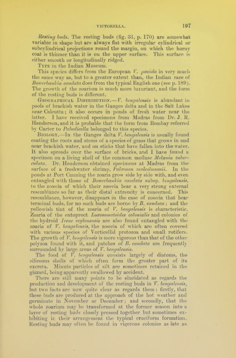 Resting buds. The resting buds (fig. 31, p. 170) are somewhat variable in shape but are always flat with irregular cylindrical or subcylindrical projections round the margin, on which the horny coat is thinner than it is on the upper surface. This surface is either smooth or longitudinally ridged. Type in the Indian Museum. This species differs from the European V. jnxvida in very much the same way as, but to a greater extent than, the Indian race of Bowerbankia caudata does from the typical English one (see p. 189). The growth of the zoarium is much more luxuriant, and the form of the resting buds is different. Geographical Distribution.—V. bengcdensis is abundant in pools of brackish water in the Ganges delta and in the Salt Lakes near Calcutta; it also occurs in ponds of fresh water near the latter. I have received specimens from Madras from Dr. J. K. Henderson, and it is probable that the form from Bombay referred by Carter to Paludicella belonged to this species. Biology.—In the Ganges delta V. bengcdensis is usually found coating the roots and stems of a species of grass that grows in and near brackish water, and on sticks that have fallen into the water. It also spreads over the surface of bricks, and I have found a specimen on a living shell of the common mollusc Melania tuber- culata. Dr. Henderson obtained specimens at Madras from the surface of a freshwater shrimp, Pcdcemon mcdcohnsonii. In the ponds at Port Canning the zoaria grow side by side with, and even entangled with those of Bowerbankia caudata subsp. bcngalensis, to the zocecia of which their zocecia bear a very strong external resemblance so far as their distal extremity is concerned. This resemblance, however, disappears in the case of zocecia that bear terminal buds, for no such buds are borne by B. caudata; and the yellowish tint of the zoaria of F. bengcdensis is characteristic. Zoaria of the entoproct Loxosomatoides colonialis and colonies of the hydroid Irene ceylonensis are also found entangled with the zoaria of V. bengcdensis, the zooecia of which are often covered with various species of Vorticellid protozoa and small rotifers. The growth of V. bengcdensis is more vigorous than that of the other polyzoa found with it, and patches of B. caudata are frequently surrounded by large areas of V. bengalensis. The food of V. bengcdensis consists lai’gely of diatoms, the siliceous shells of which often form the greater part of its excreta. Minute particles of silt are sometimes retained in the gizzard, being apparently swallowed by accident. There are still many points to be elucidated as regards the production and development of the resting buds in V. bengalensis, but two facts are now quite clear as regards them : firstly, that these buds are produced at the approach of the hot weather and germinate in November or December ; and secondly, that the whole zoarium may be transformed at the former season into a layer of resting buds closely pressed together but sometimes ex- hibiting ir. their arrangement the typical cruciform formation. Besting buds may often be found in vigorous colonies as late as