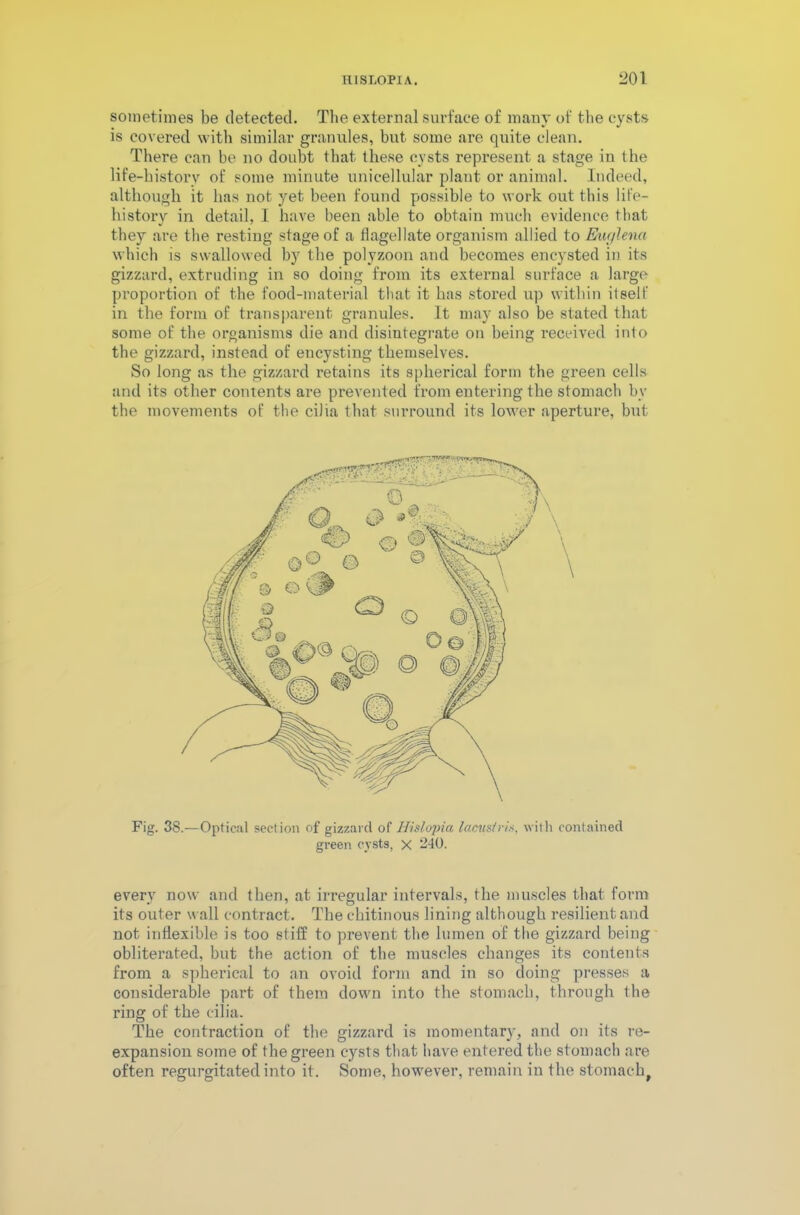sometimes be detected. The external surface of many of the cysts is covered with similar granules, but some are quite clean. There can be no doubt that these cysts represent a stage in the life-historv of some minute unicellular plant or animal. Indeed, although it has not yet been found possible to work out this life- history in detail, 1 have been able to obtain much evidence that they are the resting stage of a flagellate organism allied to Euylena which is swallowed by the polyzoon and becomes encysted in its gizzard, extruding in so doing from its external surface a large proportion of the food-material that it has stored up within itself in the form of transparent granules. It may also be stated that some of the organisms die and disintegrate on being received into the gizzard, instead of encysting themselves. So long as the gizzard retains its spherical form the green cells and its other contents are prevented from entering the stomach by the movements of the cilia that surround its lower aperture, but Fig. 38.—Optical section of gizzard of Hislopia lacustrix, with contained green cysts, X 240. every now and then, at irregular intervals, the muscles that form its outer wall contract. The chitinous lining although resilient and not inflexible is too stiff to prevent the lumen of the gizzard being obliterated, but the action of the muscles changes its contents from a spherical to an ovoid form and in so doing presses a considerable part of them down into the stomach, through the ring of the cilia. The contraction of the gizzard is momentary, and on its re- expansion some of the green cysts that have entered the stomach are often regurgitated into it. Some, however, remain in the stomach.