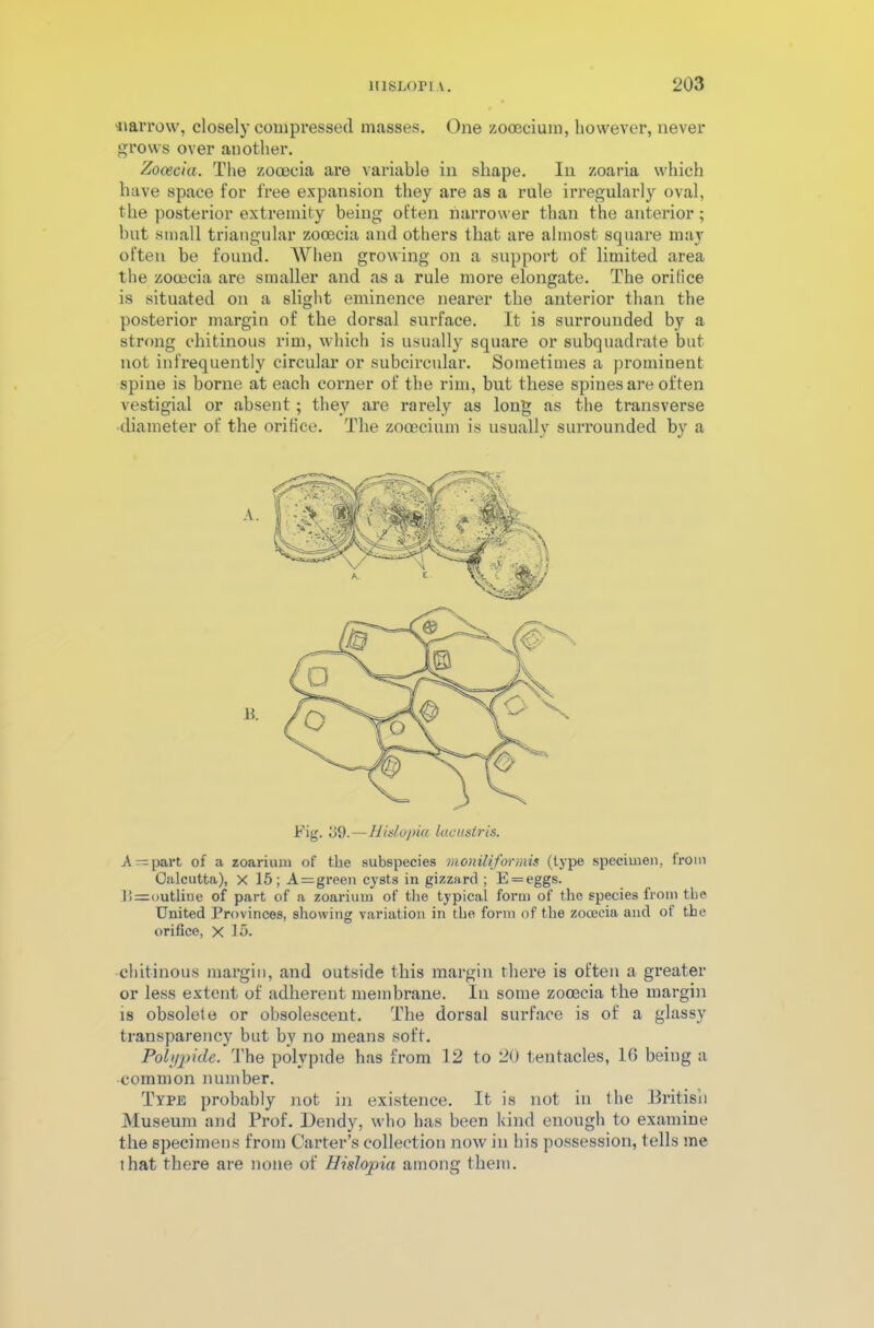 ■narrow, closely compressed masses. One zooecium, however, never grows over another. Zooecia. The zooecia are variable in shape. In zoaria which have space for free expansion they are as a rule irregularly oval, the posterior extremity being often narrower than the anterior; but small triangular zooecia and others that are almost square may often be found. When growing on a support of limited area the zooecia are smaller and as a rule more elongate. The orifice is situated on a slight eminence nearer the anterior than the posterior margin of the dorsal surface. It is surrounded by a strong chitinous rim, which is usually square or subquadrale but not infrequently circular or subcircular. Sometimes a prominent spine is borne at each corner of the rim, but these spines are often vestigial or absent; they are rarely as long as the transverse diameter of the orifice. The zooecium is usually surrounded by a Fig. 39.—Hidopia lacustris. A —part of a zoarium of the subspecies moniliformis (type specimen, from Calcutta), X 15; A=green cysts in gizzard ; E = eggs. !’>=outliue of part of a zoarium of the typical form of the species from the United Provinces, showing variation in the form of the zocecia and of the orifice, X 15. chitinous margin, and outside this margin there is often a greater or less extent of adherent membrane. In some zooecia the margin is obsolete or obsolescent. The dorsal surface is of a glassy transparency but by no means soft. Polypide. The polypule has from 12 to 20 tentacles, 16 being a common number. Type probably not in existence. It is not in the British Museum and Prof. Dendy, who has been kind enough to examine the specimens from Carter’s collection now in his possession, tells me that there are none of Hislopia among them.