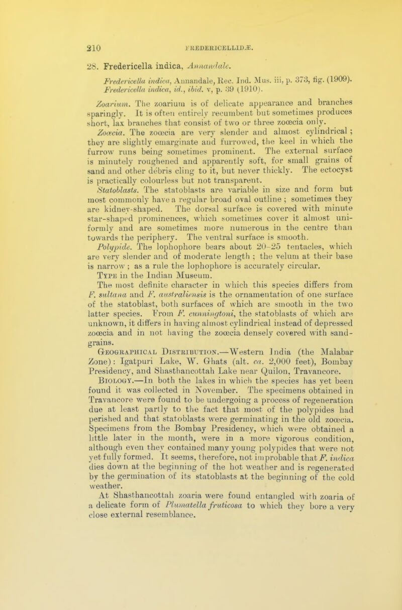 28. Fredericella indica, Aanandale. Fredericella indica, Aunandale, liec. Inti. Mas. iii, p. 373, tig. (1909). Fredericella indica, id., ibid, v, p. 39 (1910). Zoarium. The zoarium is of delicate appearance and branches sparingly. It is often entirely recumbent but sometimes produces short, lax branches that consist of two or three zooecia only. Zocecia. The zooecia are very slender and almost cylindrical ; they are slightly emarginate and furrowed, the keel in which the furrow runs being sometimes prominent. The external surface is minutely roughened and apparently soft, for small grains of sand and other debris cling to it, but never thickly. The ectocyst is practically colourless but not transparent. Statoblasts. The statoblasts are variable in size and form but most commonly have a regular broad oval outline ; sometimes they are kiduev-shaped. The dorsal surface is covered with minute star-shaped prominences, which sometimes cover it almost uni- formly and are sometimes more numerous in the centre than towards the periphery. The ventral surface is smooth. Polypide. The lophophore bears about 20-25 tentacles, which are very slender and of moderate length ; the velum at their base is narrow ; as a rule the lophophore is accurately circular. Type in the Indian Museum. The most definite character in which this species differs from F. sultana and F. australiensis is the ornamentation of one surface of the statoblast, both surfaces of which are smooth in the two latter species. From F. cunningtoni, the statoblasts of which are unknown, it differs in having almost cylindrical instead of depressed zocecia and in not having the zocecia densely covered with sand- grains. Geographical Distribution.—Western India (the Malabar Zone): Igatpuri Lake, AV. Ghats (alt. ca. 2,000 feet), Bombay Presidency, and Shasthancottah Lake near Quilon, Travancore. Biology.—In both the lakes in which the species has yet been found it was collected in November. The specimens obtained in Travancore were found to be undergoing a process of regeneration due at least partly to the fact that most of the polypides had perished and that statoblasts were germinating in the old zooecia. Specimens from the Bombay Presidency, which were obtained a little later in the month, were in a more vigorous condition, although even they contained many young polypides that were not yet fully formed. It seems, therefore, not improbable that F. indica dies down at the beginning of the hot weather and is regenerated by the germination of its statoblasts at the beginning of the cold weather. At Shasthancottah zoaria were found entangled with zoaria of a delicate form of Plumatella fruticosa to which they bore a very close external resemblance.