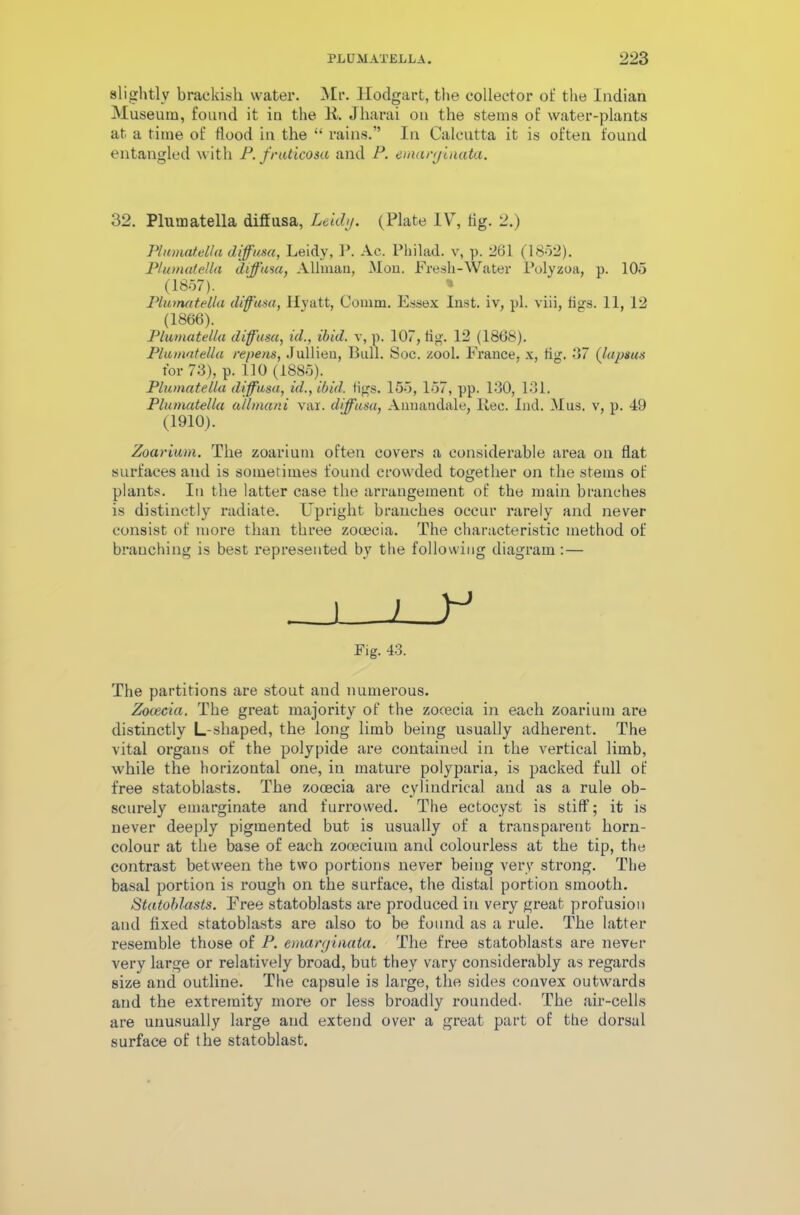 slightly brackish water. Mr. Hodgart, the collector of the Indian Museum, found it in the R. Jharai on the stems of water-plants at a time of flood in the “ rains.” In Calcutta it is often found entangled with P. fruticosa and P. emaryinata. 32. Plumatella diffusa, Leidy. (Plate IV, tig. 2.) Plumatella diffusa, Leidy, P. Ac. Philad. v, p. 261 (1862). Plumatella diffusa, Allman, Mon. Fresh-Water Polyzoa, p. 105 (1857). Plumatella dffusa, Hyatt, Comm. Essex Inst, iv, pi. viii, figs. 11, 12 (1866). Plumatella dffusa, id., ibid, v, p. 107, tig. 12 (1868). Plumatella repens, Jullieu, Bull. Soc. zool. France, x, fig. 37 (lapsus tor 73), p. 110 (1885). Plumatella d ffusa, id., ibid. tigs. 155, 157, pp. 130, 131. Plumatella allrnani var. diffusa, Annanclale, Rec. Ind. Mus. v, p. 49 (1910). Zoarium. The zoarium often covers a considerable area on flat surfaces and is sometimes found crowded together on the stems of plants. In the latter case the arrangement of the main branches is distinctly radiate. Upright branches occur rarely and never consist of more than three zocecia. The characteristic method of branching is best represented by the following diagram : — Fig. 43. The partitions are stout and numerous. Zocecia. The great majority of the zocecia in each zoarium are distinctly L-shaped, the long limb being usually adherent. The vital organs of the polypide are contained in the vertical limb, while the horizontal one, in mature polyparia, is packed full of free statoblasts. The zooecia are cylindrical and as a rule ob- scurely emarginate and furrowed. The ectocyst is stiff; it is never deeply pigmented but is usually of a transparent horn- colour at the base of each zooecium and colourless at the tip, the contrast between the two portions never being very strong. The basal portion is rough on the surface, the distal portion smooth. Statoblasts. Free statoblasts are produced in very great profusion and fixed statoblasts are also to be found as a rule. The latter resemble those of P. emanjinata. The free statoblasts are never very large or relatively broad, but they vary considerably as regards size and outline. The capsule is large, the sides convex outwards and the extremity more or less broadly rounded. The air-cells are unusually large and extend over a great part of the dorsal surface of the statoblast.