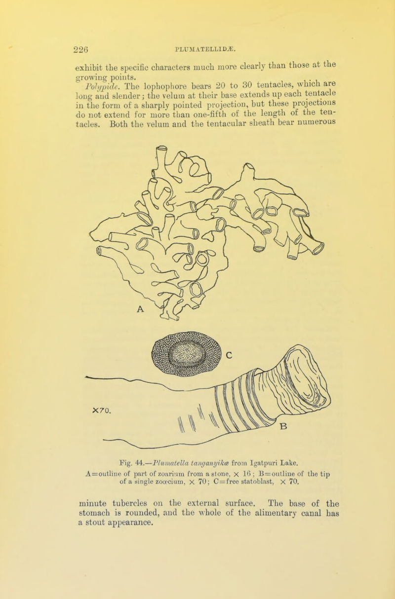 exhibit the specific characters much more clearly than those at the growing points. Poh/jpide. The lophophore bears 20 to 30 tentacles, which are long and slender; the velum at their base extends up each tentacle in the form of a sharply pointed projection, but these projections do not extend for more than one-fifth of the length of the ten- tacles. Both the velum and the tentacular sheath bear numerous Fig. 44.—Plumatella tanganyikce from Igatpuri Lake. A=outline of part of zoarium from a stone, x 16 ; B=outliue of the tip of a single zoopcium, X 70; C = free statoblast, X 70. minute tubercles on the external surface. The base of the stomach is rounded, and the whole of the alimentary canal has a stout appearance.