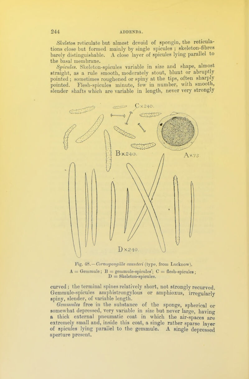 Skeleton reticulate but almost devoid of spongin, the reticula- tions close but formed mainly by single spicules ; skeleton-fibres barely distinguishable. A close layer of spicules lying parallel to the basal membrane. Spicules. Skeleton-spicules variable in size and shape, almost straight, as a rule smooth, moderately stout, blunt or abruptly pointed ; sometimes roughened or spiny at the tips, often sharply pointed. Flesh-spicules minute, few in number, with smooth, slender shafts which are variable in length, never very strongly Fig. 48. — Corvospongilla caunteri (type, from Lucknow). A = Qemmule; B = geimnule-spicules'; C = flesh-spicules; D = Skeleton-spicules. curved ; the terminal spines relatively short, not strongly recurved. Gemraule-spicules amphistrongylous or ampliioxus, irregularly spiny, slender, of variable length. Gemmules free in the substance of the sponge, spherical or somewhat depressed, very variable in size but never large, having a thick external pneumatic coat in which the air-spaces are extremely small and, inside this coat, a single rather sparse laver of spicules lying parallel to the gemmule. A single depressed aperture present.
