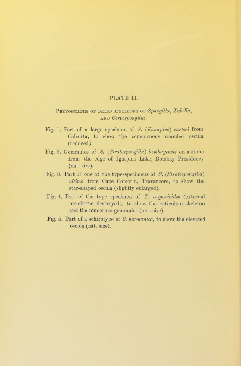 Photographs of dried specimens of Spongilla, Tubella, and Corvospongilla. Eig. 1. Part of a large specimen of S. (Eunapius) carteri from Calcutta, to show the conspicuous rounded oscula (reduced ). Eig. 2. Gemmules of S. (Stratospongilla) bombayensis on a stone from the edge of Igatpuri Lake, Bombay Presidency (nat. size). Eig. 3. Part of one of the type-specimens of S. (Stratospongilla) ultima from Cape Comorin, Travancore, to show the star-shaped oscula (slightly enlarged). Eig. 4. Part of the type specimen of T. vesparioides (external membrane destroyed), to show the reticulate skeleton and the numerous gemmules (uat. size). Eig. 5. Part of a schizotype of C. burmanica, to show the elevated oscula (uat. size).