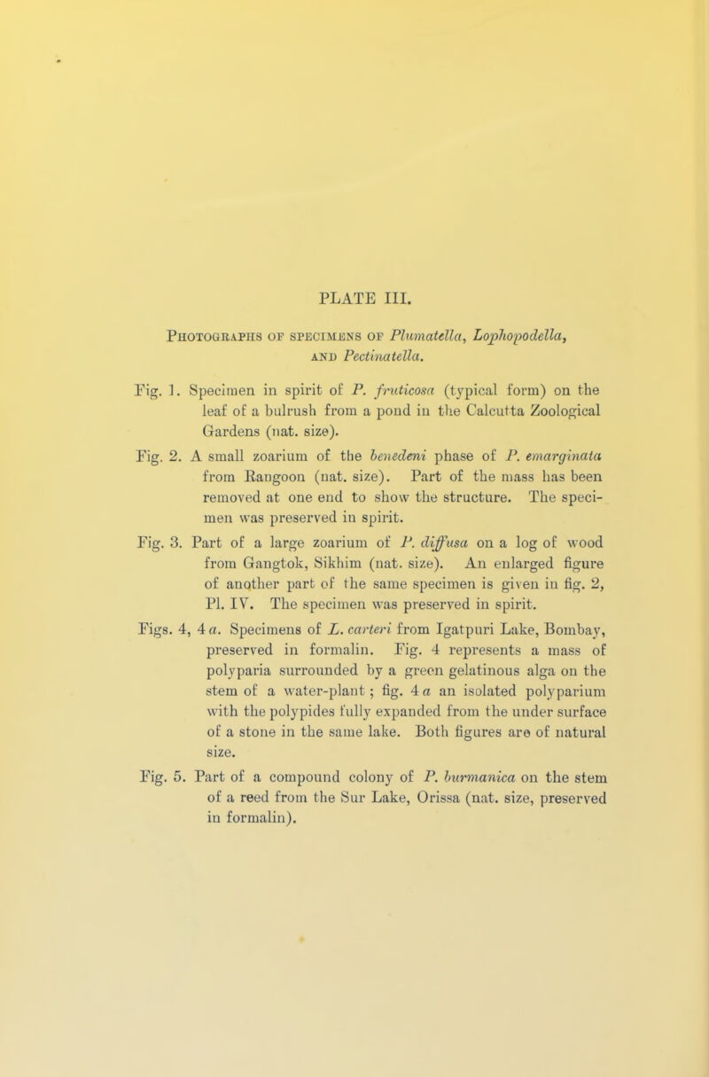 Photographs op specimens of Plumatdla, Lophopodella, and Pectinatella. Pig. ]. Specimen in spirit of P. fruticosa (typical form) on the leaf of a bulrush from a pond in the Calcutta Zoological Gardens (nat. size). Fig. 2. A small zoarium of the benedeni phase of P. emarginata from Rangoon (nat. size). Part of the mass has been removed at one end to show the structure. The speci- men was preserved in spirit. Fig. 3. Part of a large zoarium of P. diffusa on a log of wood from Gangtok, Sikhim (nat. size). An enlarged figure of anqther part of the same specimen is given in fig. 2, PL IV. The specimen was preserved in spirit. Figs. 4, 4 a. Specimens of L. carteri from Igatpuri Lake, Bombay, preserved in formalin. Fig. 4 represents a mass of polyparia surrounded by a green gelatinous alga on the stem of a water-plant; fig. 4a an isolated polyparium with the polypides fully expanded from the under surface of a stone in the same lake. Both figures are of natural size. Fig. 5. Part of a compound colony of P. burmanica on the stem of a reed from the Sur Lake, Orissa (nat. size, preserved iu formalin).