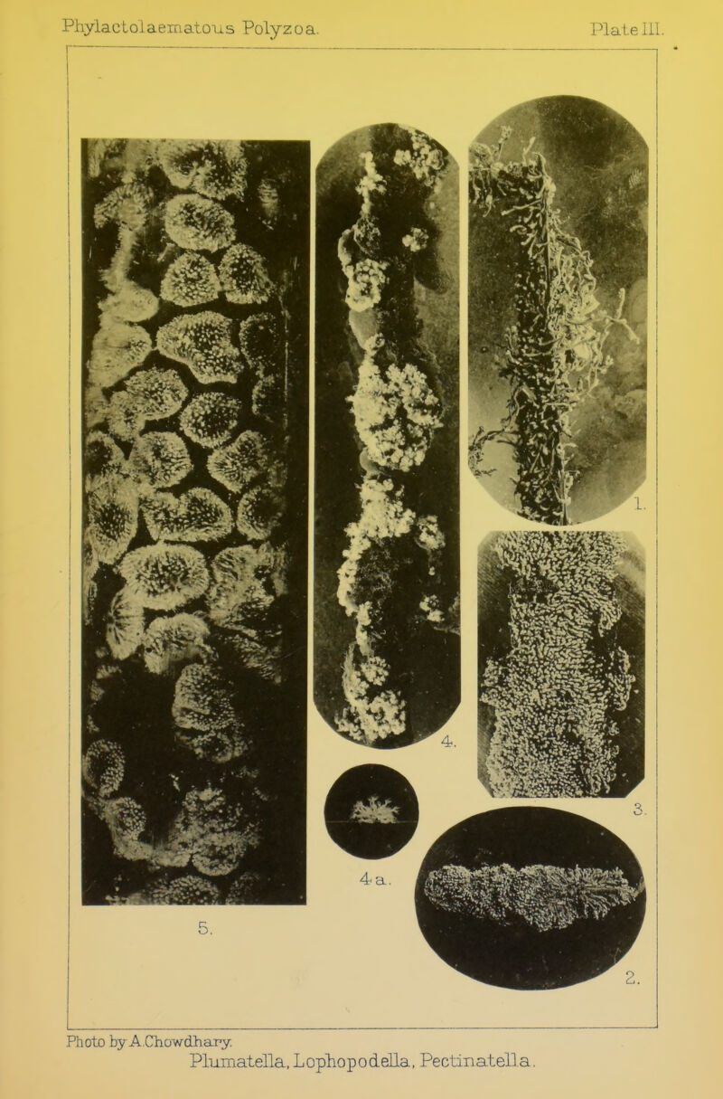 Phylactolaematous Polyzoa. Plate III. Photo by A.Chowdhar-y. Plumatella, Lopliopodella, Pectinatella.