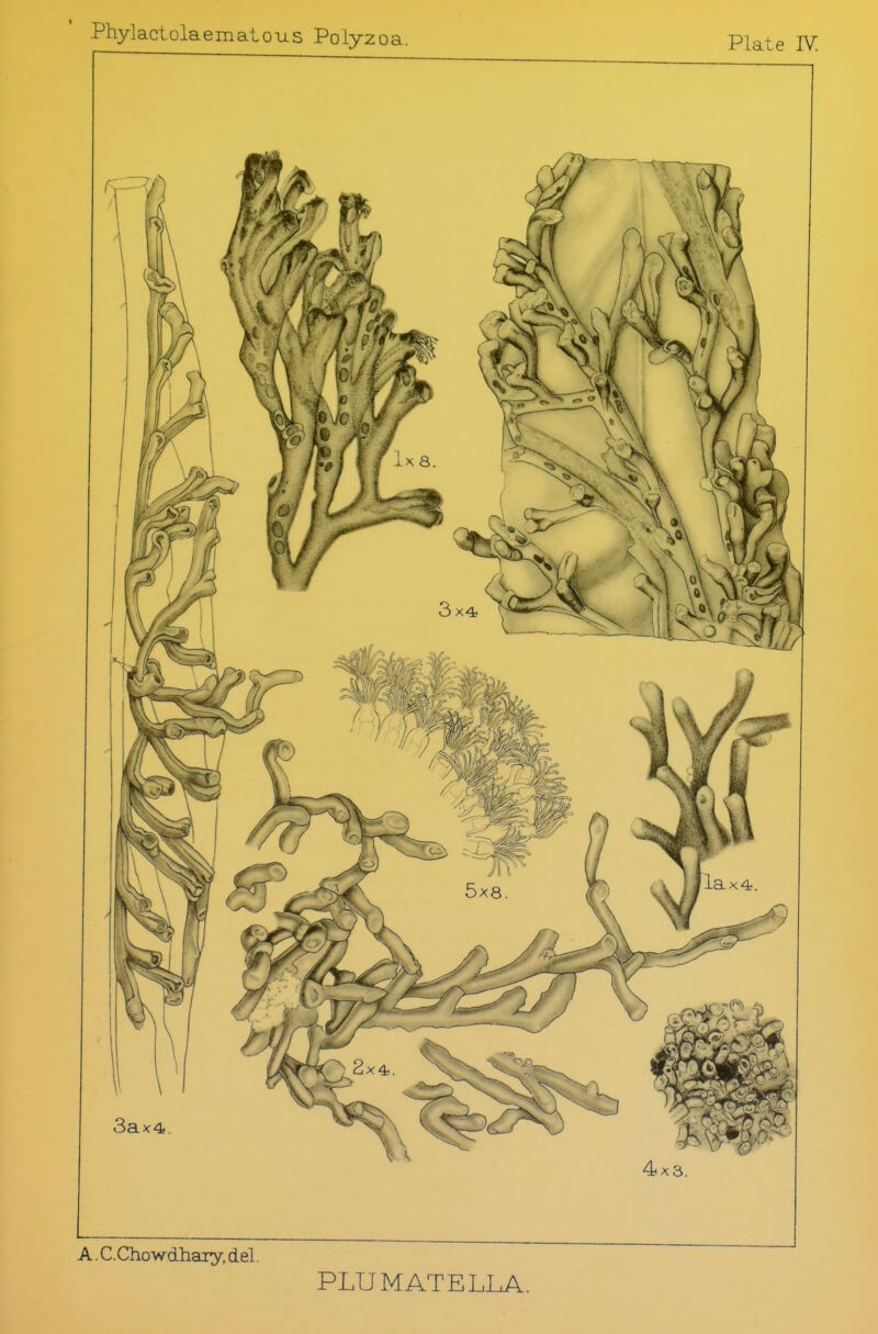 Phylactolaematous Polyzoa A. C.Chowdhaiy, del. PLUMATELLA.