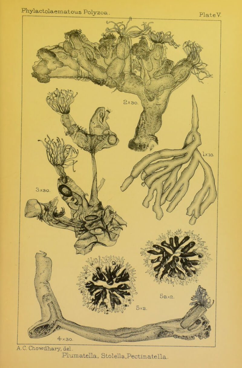 Plumatella, Stolella,Pectinatella.