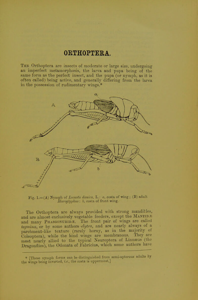 ORTHOPTERA. The Orthoptera ai'e insects of moderate or large size, undergoiug^ au imperfect metamorphosis, the larva and pupa being of the same form as the perfect insect, and the pupa (or nymph, as it is often called) being active, and generally diiSering from the larva in the possession of rudimentary wings.* OL, Fig. 1.—(A) Nymph of Locusta danica, L.: a, costa of wing ; (B) adult Hieroglyphus : b, costa of front wing. The Orthoptera are always provided with strong mandibles, and are almost exclusively vegetable feeders, except the Mantid.h and many Phasgonduid^, The front pair of wings are called tecjmina, or by some authors elytra, and are nearly always of a parchment-like texture (rarely horny, as in the majority of Coleoptera), while the hind wings are membranous. They are most nearly allied to the typical Neuroptera of Linnaeus (the Uragouflies), the Odonata of i\abricius, which some authors have * [These nyiupb forms can be distiuguisbed fi-ora semi-apterous adults by the wings being inverted, i.e., the costa is uppermost,]