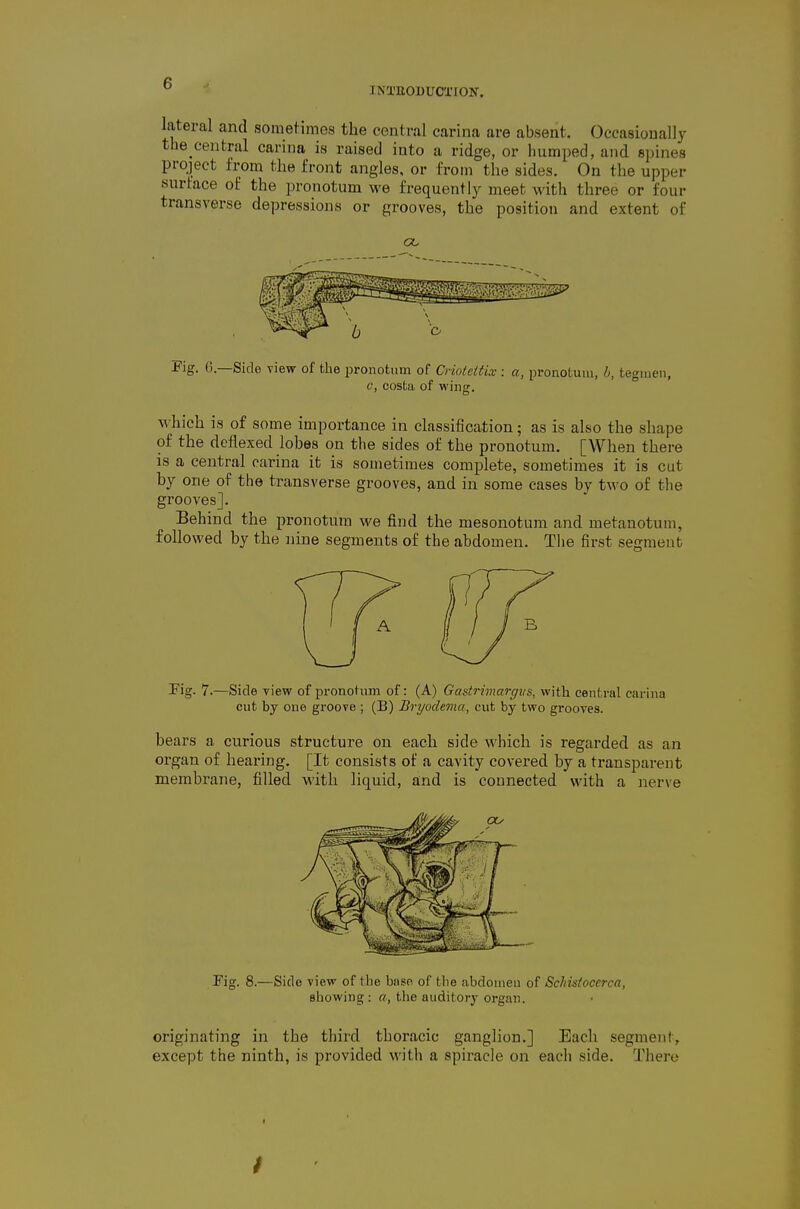 INTEOUUCXION. lateral and sometimes the central carina are absent. Occasionally the central carina is raised into a ridge, or humped, and spines project from the front angles, or from the sides. On the upper surface of the pronotum we frequently meet with three or four transverse depressions or grooves, the position and extent of Fig. (•).—Side view of the pronotum of Criutcitix : a, pronotum, h, tegmen, V, costa of wing. which is of some importance in classification; as is also the shape of the deflexed lobes on the sides of the pronotum. [When there is a central carina it is sometimes complete, sometimes it is cut by one of the transverse grooves, and in some eases by two of the grooves]. Behind the pronotum we find the mesonotum and metanotum, followed by the nine segments of the abdomen. The first segment Fig. 7.—Side yiew of pronotum of: (A) Gastrimargiis, with central carina cut by one groove ; (B) Bryodema, cut by two grooves. bears a curious structure on each side which is regarded as an organ of hearing. [It consists of a cavity covered by a transparent membrane, filled with liquid, and is connected with a nerve Fig. 8.—Side view of the biiso of the abdomen of Schisiocerca, showing: a, tlie auditory organ. originating in the third thoracic ganglion.] Each segment, except the ninth, is provided with a spiracle on each side. There