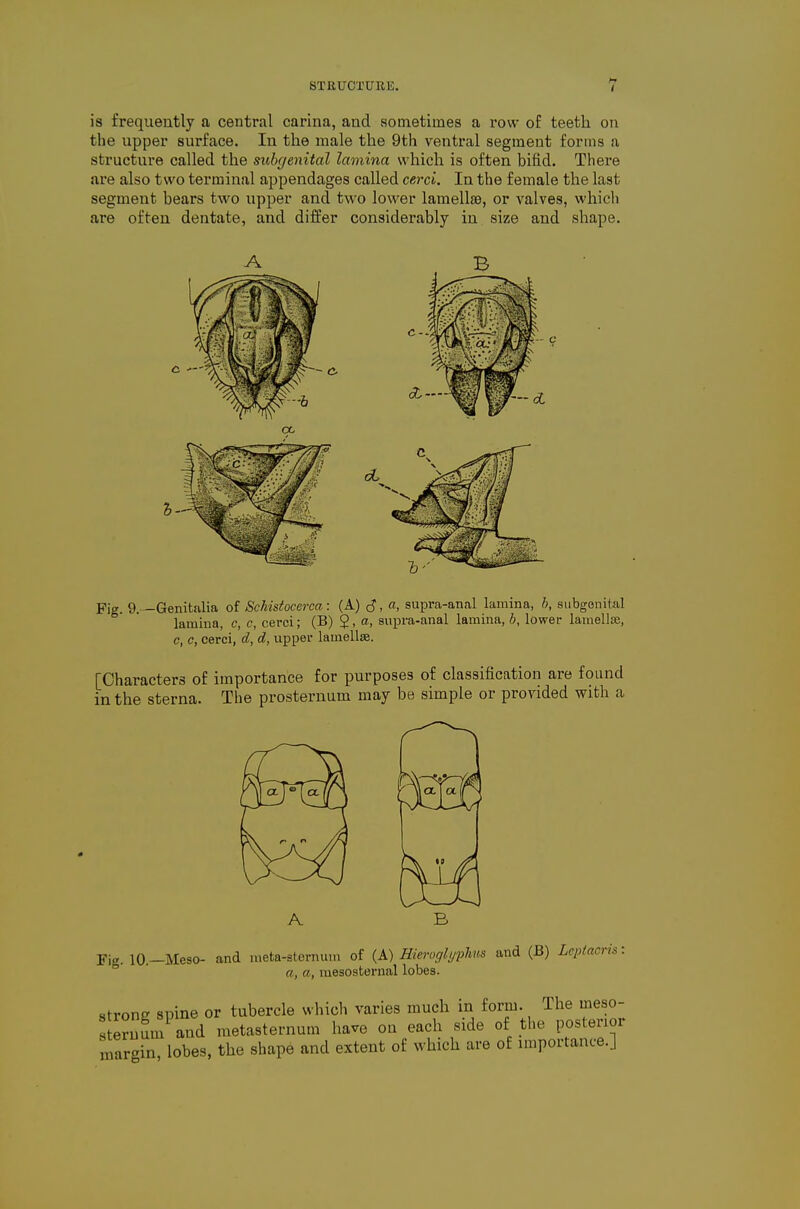 H is frequently a central carina, and sometimes a row of teeth on the upper surface. In the male the 9th ventral segment forms a structure called the subgenital lamina which is often bifid. There are also two terminal appendages called cerci. In the female the last segment bears two upper and two lower lamellae, or valves, whicli are often dentate, and differ considerably in size and shape. A B Fig. 9. —Genitalia of Sckistocerca : (A) , a, supra-anal lamina, h, subgenital lamina, c, c, cerci; (B) 2, a, supra-anal lamina, b, lower lamelliB, c, c, cerci, d, d, upper lamellae. [Characters of importance for purposes of classification are found in the sterna. The presternum may be simple or provided with a A Fig. 10.—Meso- and meta-sternum of (A) Hieroglyphus and (B) Lcptacrh: a, a, mesosternal lobes. strong spine or tubercle which varies much in form. The meso- s eruum^nd metasternum have on each side of the posterior margin, lobes, the shape and extent of which are of nnportance.J