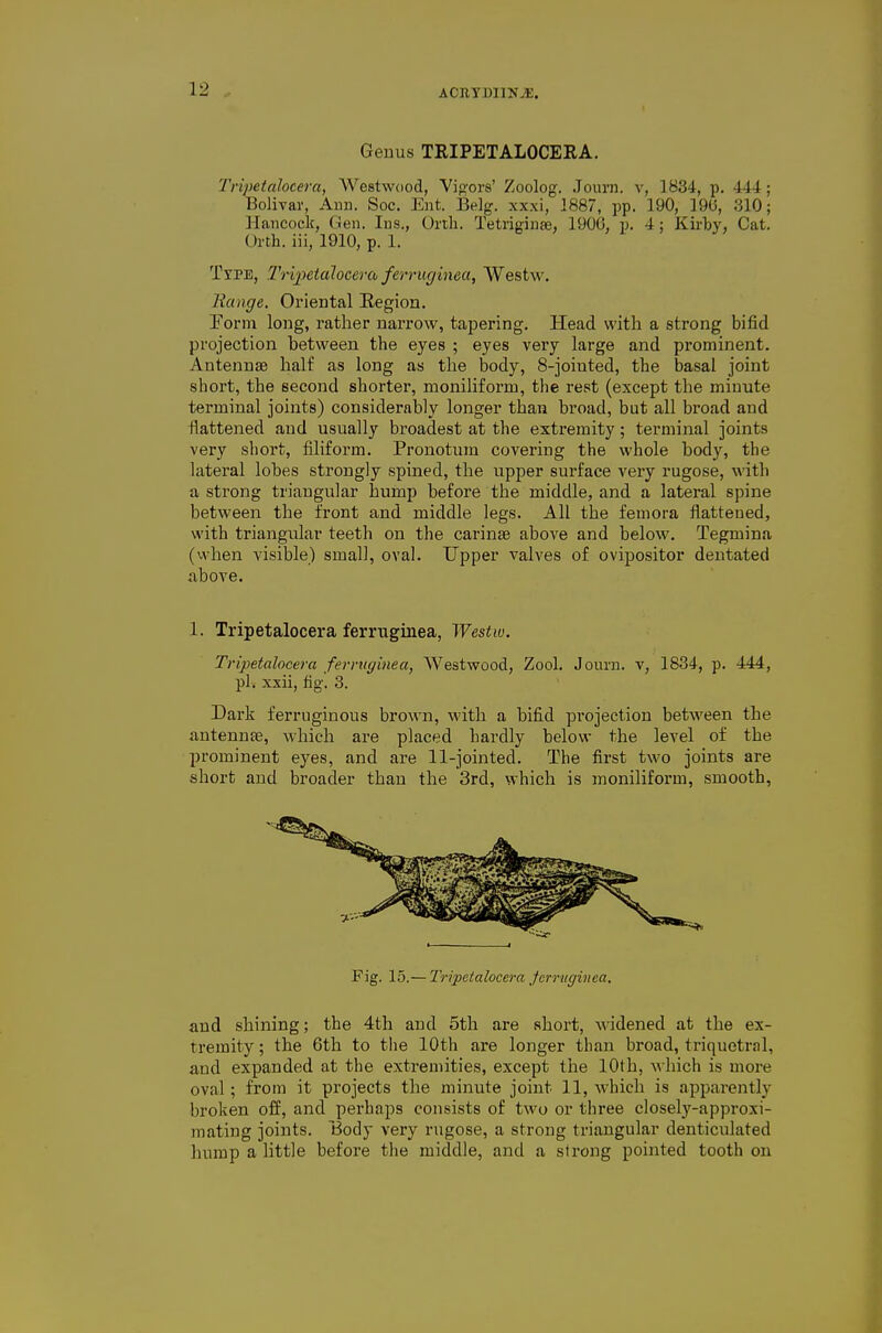 Genus TRIPETALOCERA. Tripetalocera, Westwood, Vig'ors' Zoolog. Journ. v, 1B34, p. 444; Bolivar, Ann, Soc. Ent. Belg. xxxi, 1887, pp. 190, 19U, 310; Hancock, Gen. Ins., Orth. Tetriginae, 1900, p. 4; Kirby, Cat. Orth. iii, 1910, p. 1. TrPE, Tripetalocera ferruginea, Westw. Range. Oriental Eegion. Form long, rather narrow, tapering. Head with a strong bifid projection between the eyes ; eyes very large and prominent. Antennae half as long as the body, S-jointed, the basal joint short, the second shorter, moniliform, the rest (except the miuute terminal joints) considerably longer than broad, but all broad and flattened and usually broadest at the extremity; terminal joints very short, filiform. Pronotum covering the whole body, the lateral lobes strongly spined, the upper surface very rugose, with a strong triangular hump before the middle, and a lateral spine between the front and middle legs. All the femora flattened, with triangular teeth on the carinse above and below. Tegmina (when visible) small, oval. Upper valves of ovipositor deutated above. 1. Tripetalocera ferruginea, Westw. Tripetalocera ferruginea, Westwood, Zool. Jouni. v, 1834, p. 444, pi. xxii, fig-'. 3. Dark ferruginous brown, with a bifid projection between the antenufe, which are placed hardly below the level of the prominent eyes, and are 11-jointed. The first two joints are short and broader than the 3rd, which is moniliform, smooth, Fig. 15.— Tripetalocera Jerruginea, and shining; the 4th and 5th are short, widened at the ex- tremity ; the 6th to the 10th are longer than broad, triquetral, and expanded at the exti'emities, except the 10th, which is more oval; from it projects the minute joint 11, Avhich is apparently broken off, and perhaps consists of two or three closely-approxi- mating joints. Body very rugose, a strong triangular denticulated hump a little before the middle, and a strong pointed tooth on