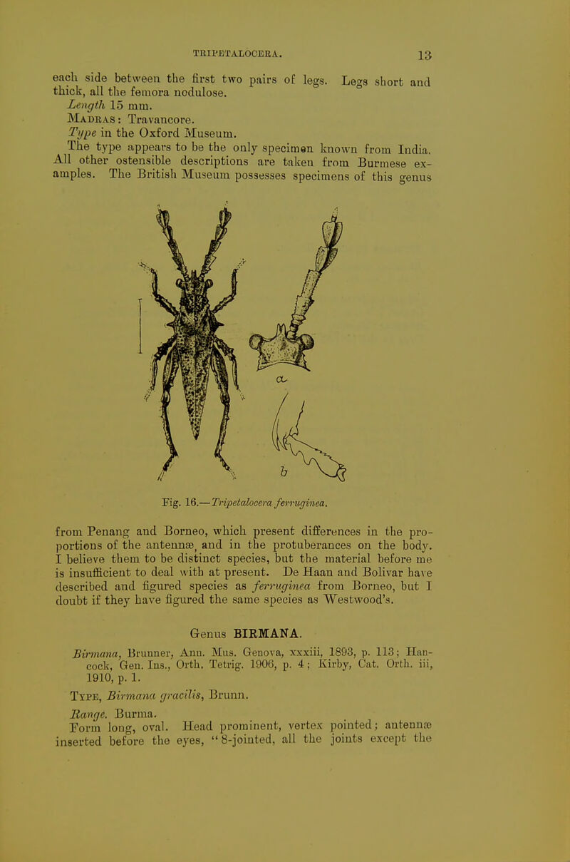 each side between the first two pairs of legs. Legs short and thick, all tile femora nodulose. Length 15 mm. Madras : Travancore. Type in the Oxford Museum. The type appears to be the only specimen known from India. All other ostensible descriptions are taken from Burmese ex- amples. The British Museum possesses specimens of this genus Fig. 16.—Tnpetalocera ferruginea. from Penang and Borneo, which present differences in the pro- |)orti0ns of the antennae, and in the protuberances on the body. I believe them to be distinct species, but the material before me is insufficient to deal with at present. De Haan and Bolivar have described and figured species as ferruginea from Borneo, but I doubt if they have figured the same species as Westwood's. Genus BIRMANA. Birmana, Brunner, Anu. Miis. Genova, xxxiii, 1893, p. 113; Han- cock, Gen. Ins., Orth. Tetrig. 1906, p. 4; Kirby, Cat. Orth. iii, 1910, p. 1. Type, Birmana gracilis, Brunn. Range. Burma. Form long, oval. Head prominent, vertex pointed; antenuoe inserted before the eyes,  8-jointed, all the joints except the