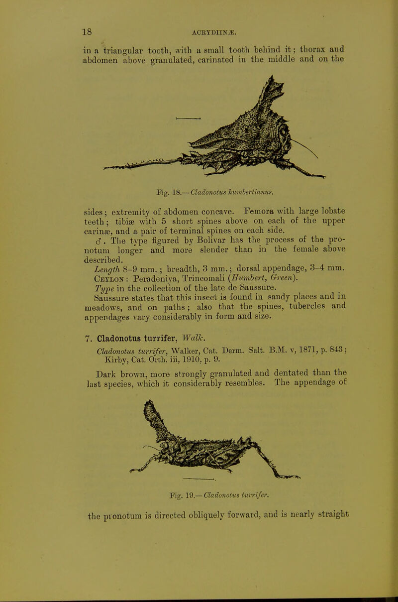 iu a triangular tooth, with a small tooth bebiud it; thorax and abdomen above granulated, carinated in the middle and on the Fig. 18.— Cladonotus humberiianus. sides; extremity o£ abdomen concave. Femora with large lobate teeth; tibiae with 5 short spines above on each of the upper carinse, and a pair of terminal spines on each side. d. Tlie type figured by Bolivar has the process of the pro- notum longer and more slender than iu the female above described, Length 8-9 mm.; breadth, 3 mm.; dorsal appendage, 3-4 mm. Cexlon : Peradeniya, Trincomali {Humbert, Green). Type in the collection of the late de Saussure. Saussure states that this insect is found iu sandy places and in meadows, and on paths; also that the spines, tubercles and appendages vary considerably in form and size. 7. Cladonotus turrifer. Wall-. Cladonotus turrifer, Walker, Cat. Uerm. Salt. B.M. v, 1871, p. 843; Kirby, Cat. Orih. iii, 1910. p. 9. Dark brown, more strongly granulated and dentated than the last species, which it considerably resembles. The appendage of Fig. 19.— Cladonotus turrifer. the pionotum is directed obliquely forward, and is nearly straight