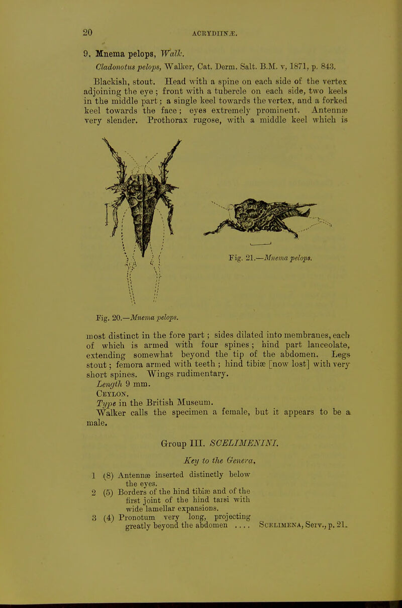 9. Mnema pelops, Wall-. Cladonotua pelops, Walker, Cat. Derm. Salt. B.M. v, 1871, p, 843, Blackish, stout. Head with a spine on each side of the vertex adjoining the eye ; front with a tubercle on each side, two keels in the middle part; a single keel towards the vertex, and a forked keel towards the face; eyes extremely prominent. Antenna very slender. Prothorax rugose, with a middle keel which is Fig. 20.—Mnema pelops. most distinct in the fore part; sides dilated into membranes, each of which is armed with four spines; hind part lanceolate, extending somewhat beyond the tip of the abdomen. Legs stout; femora armed with teeth ; hind tibiae [now lost] with very short spines. Wings rudimentary. Length 9 mm. Type in the British Museum. Walker calls the specimen a female, but it appears to be a male. Group III. SGELIMENINL Key to the Genera. 1 (8) Antennse inserted distinctly below the eyes. 2 (5) Borders of the hind tibiae and of the first joint of the hind taisi with wide lamellar expansions. 3 (4) Pronotum very long, projecting greatly beyond tlie abdomen .... Scklimena, Serv., p. 21..