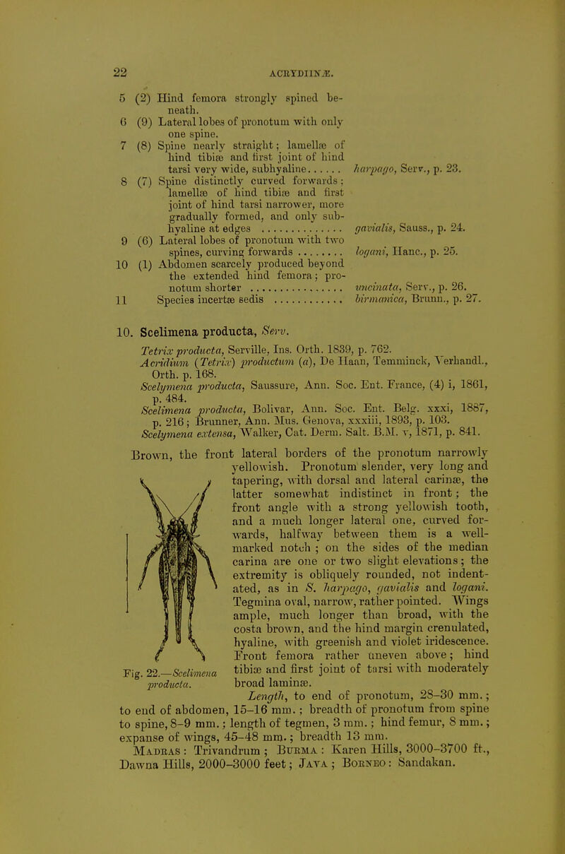 5 (2) Hind femora strongly spinecl be- neath. G (9) Lateral lobes of pronotuni with only one spine. 7 (8) Spine nearly straig-ht; lamella; of hind tibife and first joint of hind tarsi very wide, subhyaline harpayo, Serv., p. 23. 8 (7) Spine distinctly curved forwards; lamelliB of hind tibiis and first joint of hind tarsi narrower, more gradually formed, and only sub- hyaline at edges gavialis, Sauss., p. 24. 9 (6) Lateral lobes of pronotnm with two spines, curving forwards loguni, Hanc, p. 25. 10 (1) Abdomen scarcely produced beyond the extended hind femora; pro- notuni shorter vncinata, Serv., p. 26. 11 Species incertoe sedis birmanica, Bruun., p. 27. 10. Scelimena producta, SeA-v. Tetrix producta, Serville, Ins. Orth. 1839, p. 762. Aciidium (Tetri.v) j^foductum («), De Ilaan, Temminck, \'erhandl., Orth. p. 168. Scelymena producta, Sanssure, Ann. Soc. Ent. France, (4) i, 1861, p. 484. Scelimena producta, Bolivar, Ann. Soc. Ent. Belg. xxxi, 1887, p. 216; Brunner, Ann. Mus. Genova, xxxiii, 1893, p. 103. Scelymena extensa, Walker, Cat. Derm. Salt. B.M. v, 1871, p. 841. Brown, the front lateral borders of the pronotum narrowly yellowish. Pronotum slender, very long and tapering, with dorsal and lateral carinse, the latter somewhat indistinct in front; the front angle with a strong yellowish tooth, and a much longer lateral one, curved for- wards, halfway between them is a well- marked notch ; on the sides of the median carina are one or two slight elevations; the extremity is obliquely rounded, not indent- ated, as in S. harjxcgo, c/aviaMs and loc/ani. Tegmina oval, narrow, rather pointed. Wings ample, much longer than broad, witli the costa brown, and the hind margin crenulated, hyaline, with greenish and violet iridescence. Front femora rather uneven above; hind tibiae and first joint of tarsi with moderately broad laminae. Length, to end of pronotum, 28-30 mm.; to end of abdomen, 15-16 mm.; breadth of pronotum from spine to spine, 8-9 mm.; length of tegmen, 3 ram.; hind femur, 8 mm.; expanse of wings, 45-48 mm.; breadth 13 mm. Madras : Trivandrum ; Bitema : Karen Hills, 3000-3700 ft., Dawna Hills, 2000-3000 feet; Jaya ; Borneo : Sandakan. Fig. 22.—Scelimena producta.