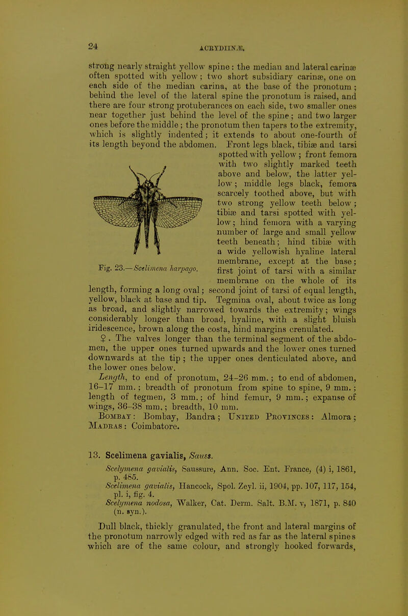 strong nearly straight yellow spine: the median and lateral carinas often spotted with yellow ; two short subsidiary carinae, one on each side of the median carina, at the base of the pronotum ; behind the level of the lateral spine the pronotum is raised, and there are fonr strong protuberances on each side, two smaller ones near together just behind the level of the spine; and two larger ones before the middle ; the pronotum then tapers to the extremity, which is slightly indented; it extends to about one-fourth of its length beyond the abdomen. Tront legs black, tibisB and tarsi spotted with yellow ; front femora with two slightly marked teeth above and below, the latter yel- low ; middle legs black, femora scarcely toothed above, but with two strong yellow teeth below; tibiae and tarsi spotted with yel- low ; hind femora with a varying number of large and small yellow teeth beneath; hind tibiae with a wide yellowish hyaline lateral membrane, except at the base; Fig. 25.-Scdimcna harpago. fij-st joint of tarsi with a similar membrane on the whole of its length, forming a long oval; second joint of tarsi of equal length, yellow, black at base and tip. Tegmiua oval, about twice as long as broad, and slightly narrowed towards the extremity; wings considerably longer than bi'oad, hyaline, with a slight bluish iridescence, brown along the costa, hind margins crenulated. 5 . The valves longer than the terminal segment of the abdo- men, the upper ones turned upwards and the lower ones turned downwards at the tip ; the upper ones denticulated above, and the lower ones below. Length, to end of pronotum, 24-26 mm,; to end of abdomen, 16-17 mm.; breadth of pronotum from spine to spine, 9 mm,; length of tegmen, 3 mm.; of hind femur, 9 mm,; expanse of wings, 36-38 ram,; breadth, 10 mm. BoMBAT: Bombay, Bandra ; United Peotinces : Almora ; Madeas : Coimbatore. 13. Scelimena gavialis, Sanss. Scelymena gavialis, Saussure, Ann. Soc. Ent. France, (4) i, 1861, p. 4S5. Scelimena gavialis, Hancock, Spol. Zeyl. ii, 1904, pp. 107, 117, 154, pi. i, tig. 4. Scelymena nodosa, Walker, Cat. Derm. Salt. B.M. v, 1871, p. 840 (n. syn.). Dull black, thickly granulated, the front and lateral margins of the pronotum narrowly edged with red as far as the lateral spines which are of the same colour, and strongly hooked forwards,