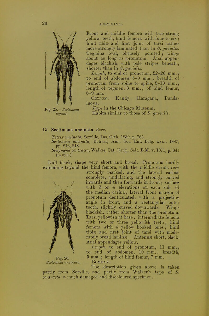 Front and middle femora with two strong yellow teeth, liind femora with four to six; hind tibiae and lirst joint of tarsi rather more strongly laminated than in S. gavialis. Tegmina oval, obtusely pointed ; wings about as long as piouotum. Anal appen- dages blackish, with pale stripes beneath, shorter than in S. gavialis. Length, to end of pronotum, 22-26 mm. ; to end of abdomen, 8-9 mm.; breadth of pronotum from spine to spine, 8-10 mm.; length of tegmen, 3 mm.; of hind femur, 8-9 mm. Ceylon : Ivaudy, Haragana, Punda- luoya. Fig. 2b.—Scelmena ^'?/Pf '^^ f'^e Chicago Museum. logani. Habits similar to those of S. gavialis. 15. Scelimena uncinata, Serv. Tetri.v uncinata, Serville, Ins. Orth. 1839, p. 763. Scelimena uncinata, Bolivar, Ann. Soc. Ent. Belg. xxxi, 1887, pp. 216, 218. Scelymena contractu, Walker, Cat. Derm. Salt. B.M. v, 1871, p. 841 (u. syn.). Dull black, shape very short and broad. Pi-onotnm hardly extending beyond the hind femora, with the middle carina very strongly marked, and the lateral carinae complete, iindulating, and strongly curved ■\ inwards and then forwards in front; surface with 3 or 4 elevations on each side of the median carina; lateral front margin of pronotum denticulated, with a projecting angle in front, and a rectangular outer tooth, slightly curved downwards. Wings blackish, rather shorter than the pronotum. Tarsi yellowish at base ; intermediate femora with t^^ o or three yellowisli teeth ; hind femora with 4 yellow hoolved ones; hind tibiae and first joint of tarsi with mode- rately broad laminae. Antennae short, black. Anal appendages yellow. Length, to end of pronotum, 11 mm.; to end of abdomen, 10 mm.; breadth. Fig. 26. ^ '•> length of hind femur, 7 mm. Scelimena uncinata. Bombay. The description given above is taken partly from Serville, and partly from Walker's type of S. contractu, a much damaged and discoloured specimen.